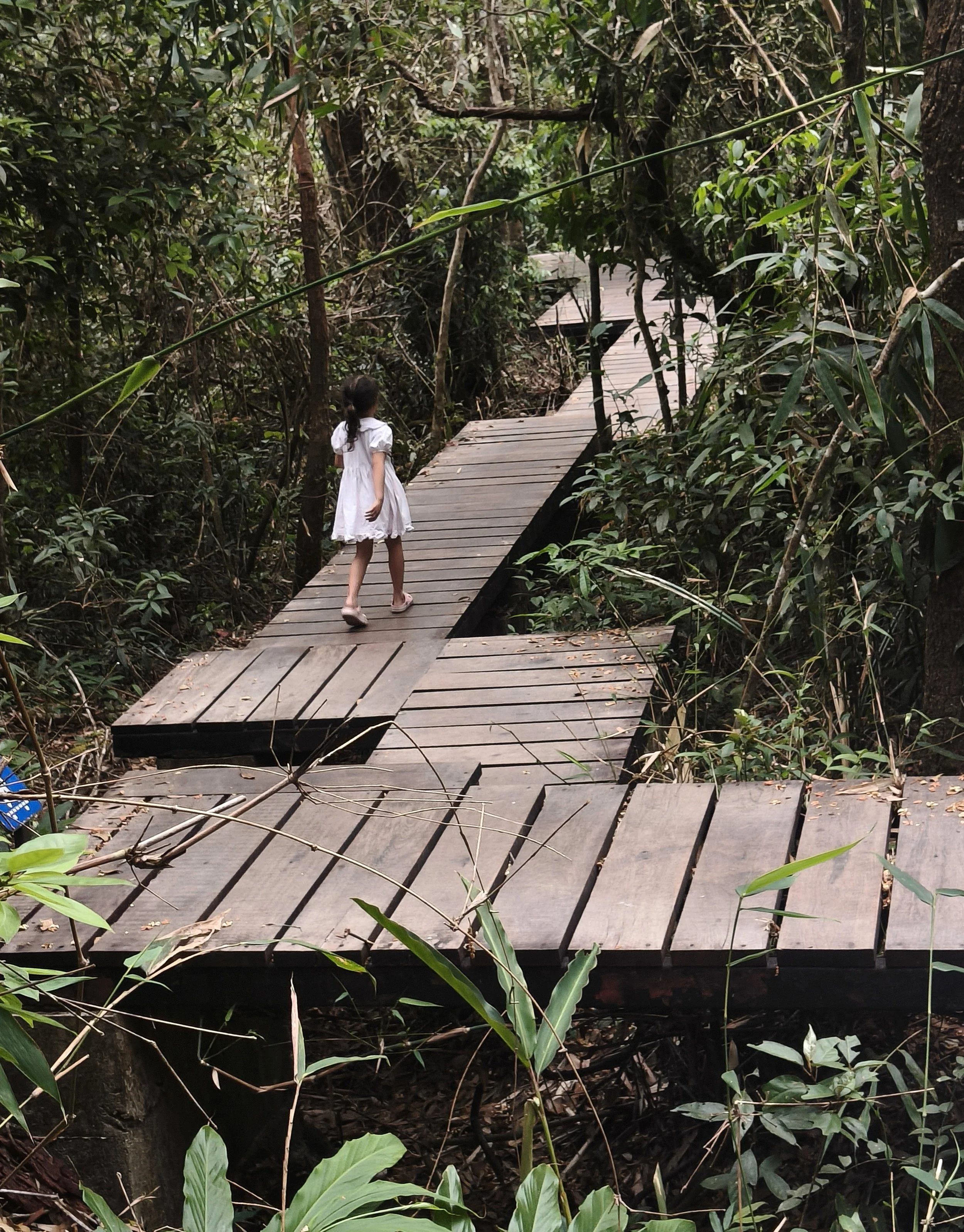 Pha Diew Dai has one of the most well designed boardwalk trails to protect the the fragile ecosystem of the montane forest.