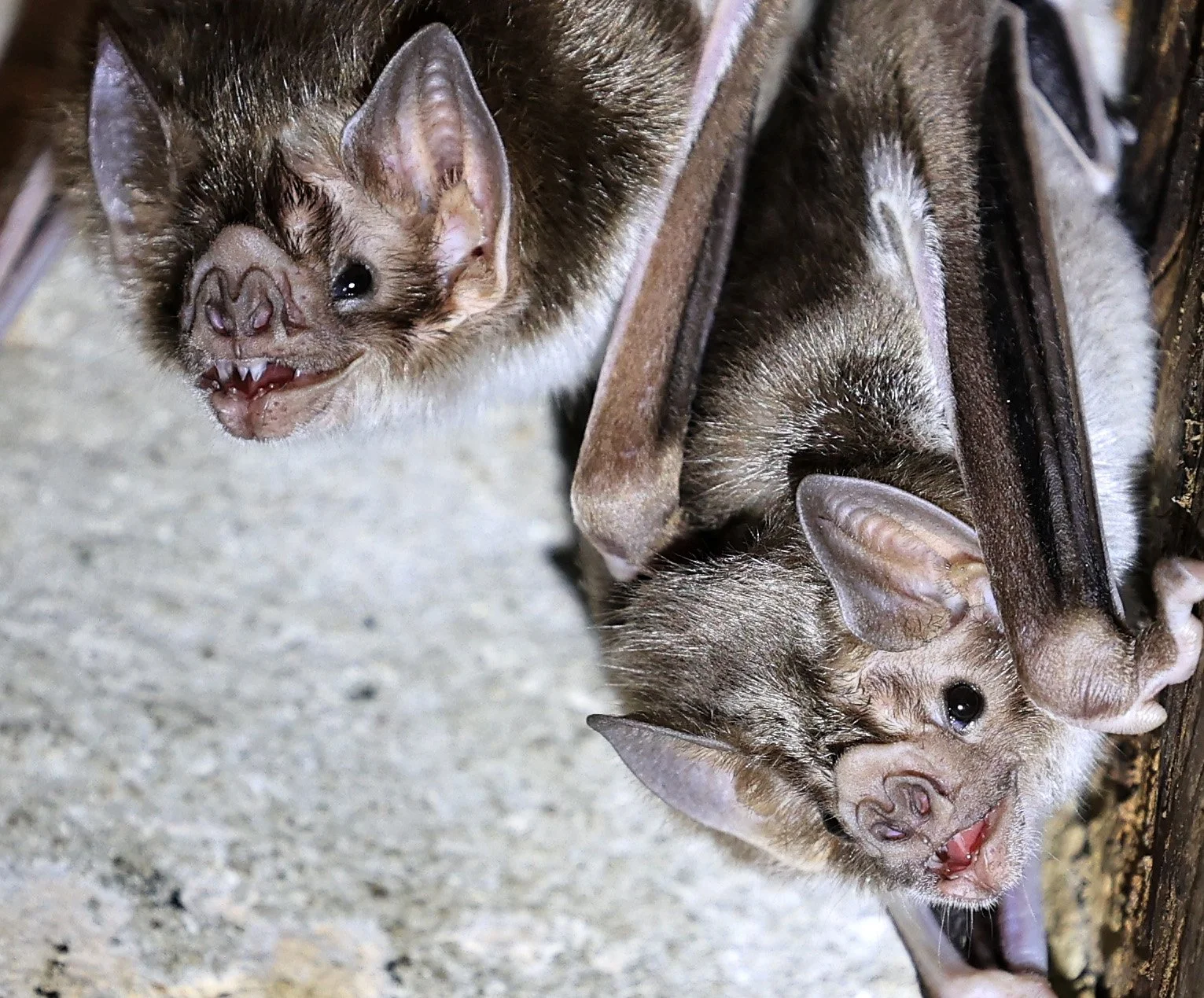 Common Vampire Bat (Desmodus rotundus) Abandoned house on road between Pozo Colorado & Asuncion (22).jpg