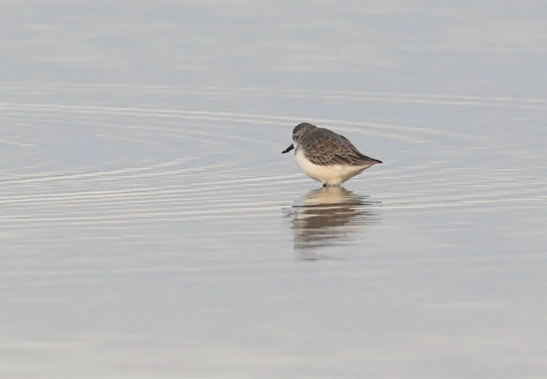 SANDPIPER - SPOON-BILLED SANDPIPER - Calidris pygmeus - PAK THALE 16 & 19 OCTOBER 2021 (54).jpg