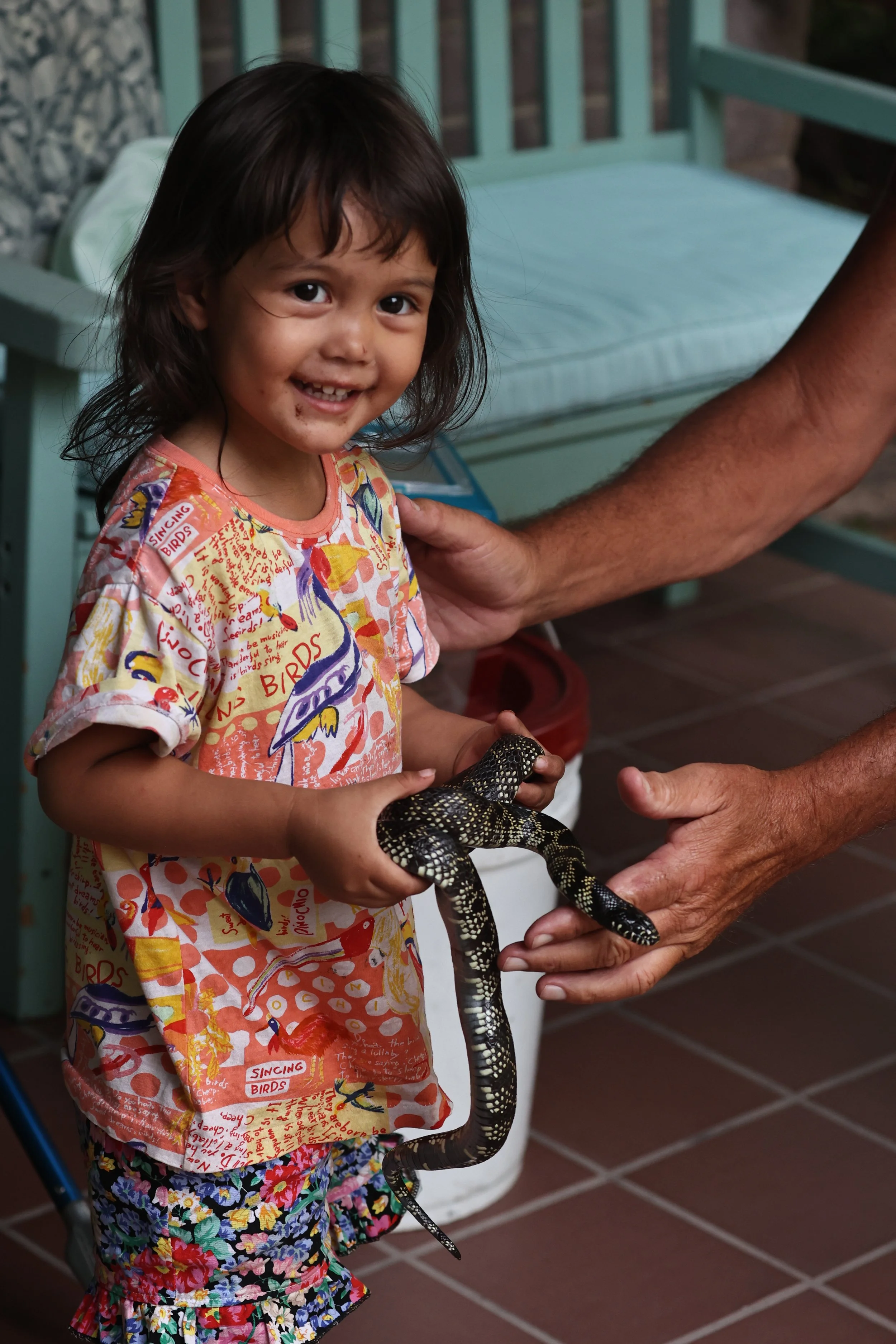 Lampropeltis splendida - DESERT KING SNAKE - CAVE CREEK ARIZONA AUGUST 2022 (17).JPG