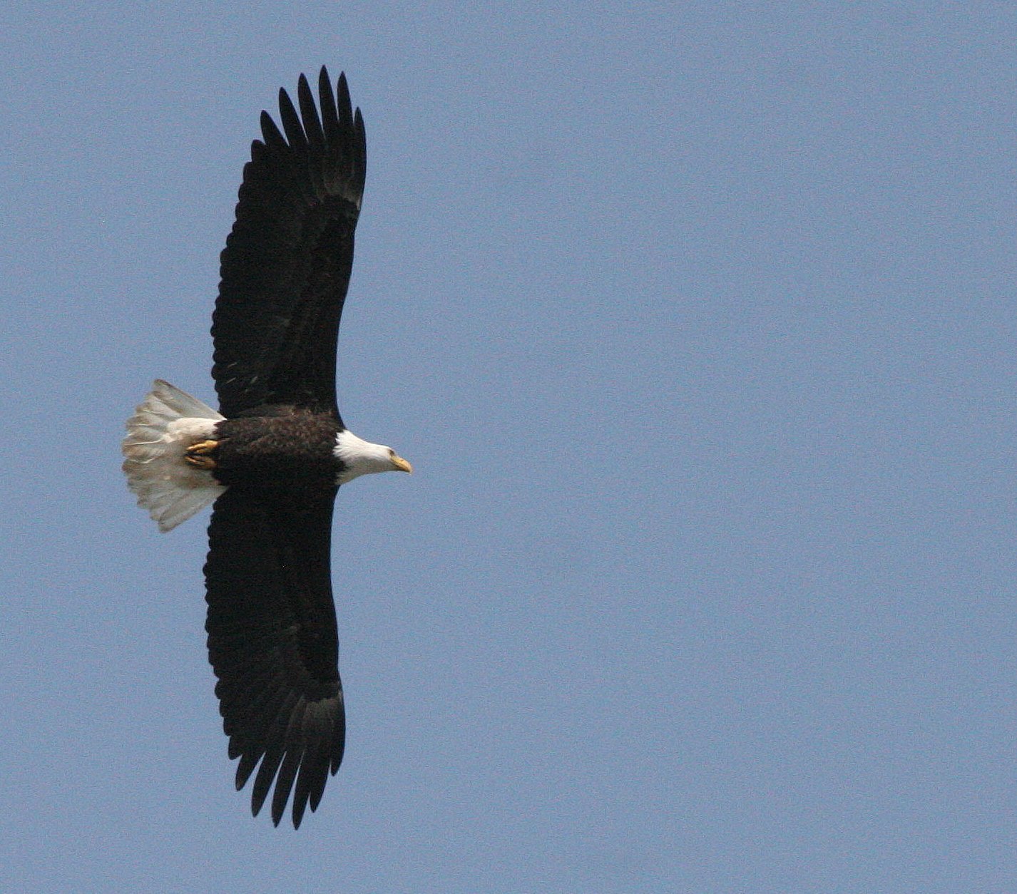 Haliaeetus leucocephalus - AMERICAN BALD EAGLE - ELWHA RIVER MOUTH WASHINGTON (79).JPG