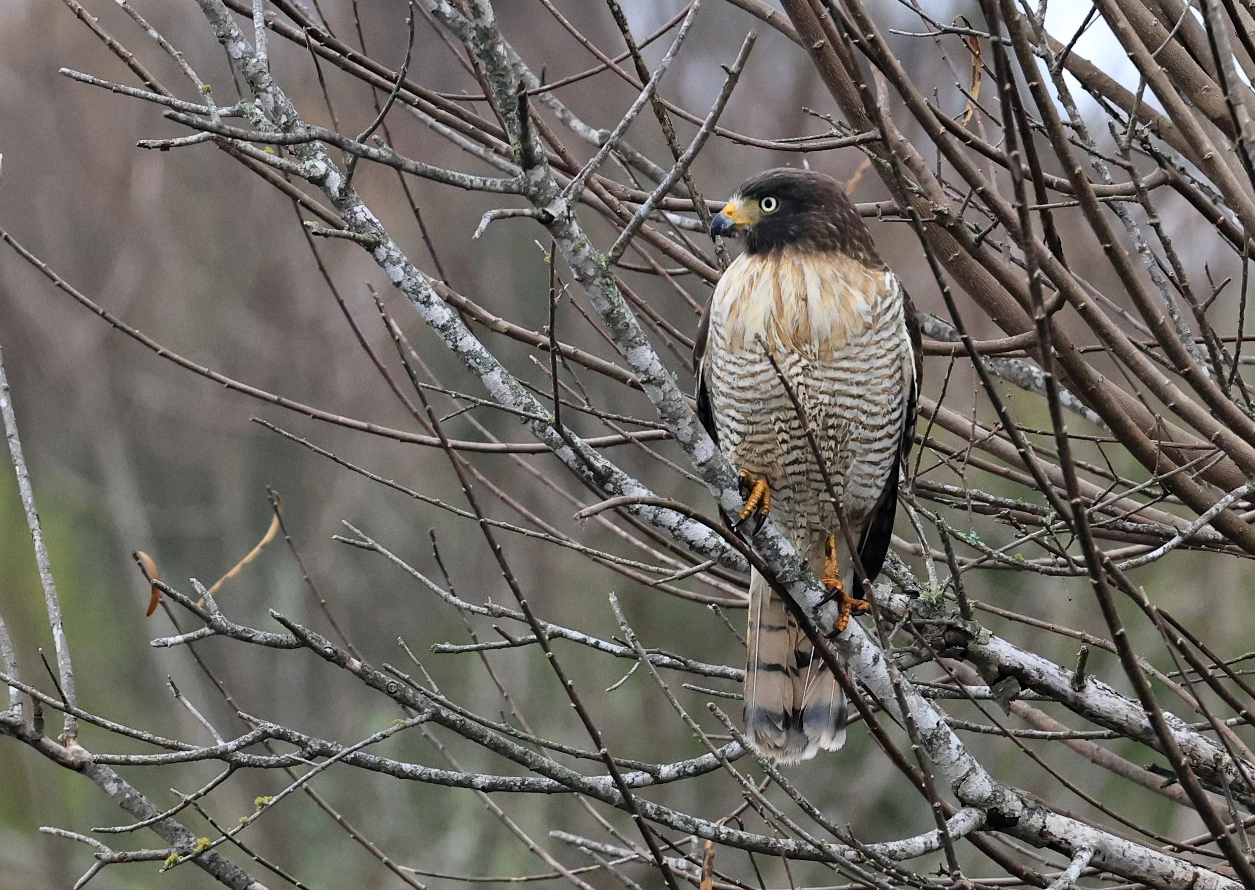 Roadside Hawk (Rupornis magnirostris) El Palmar National Park, Entre Rios, Argentina (25).jpg