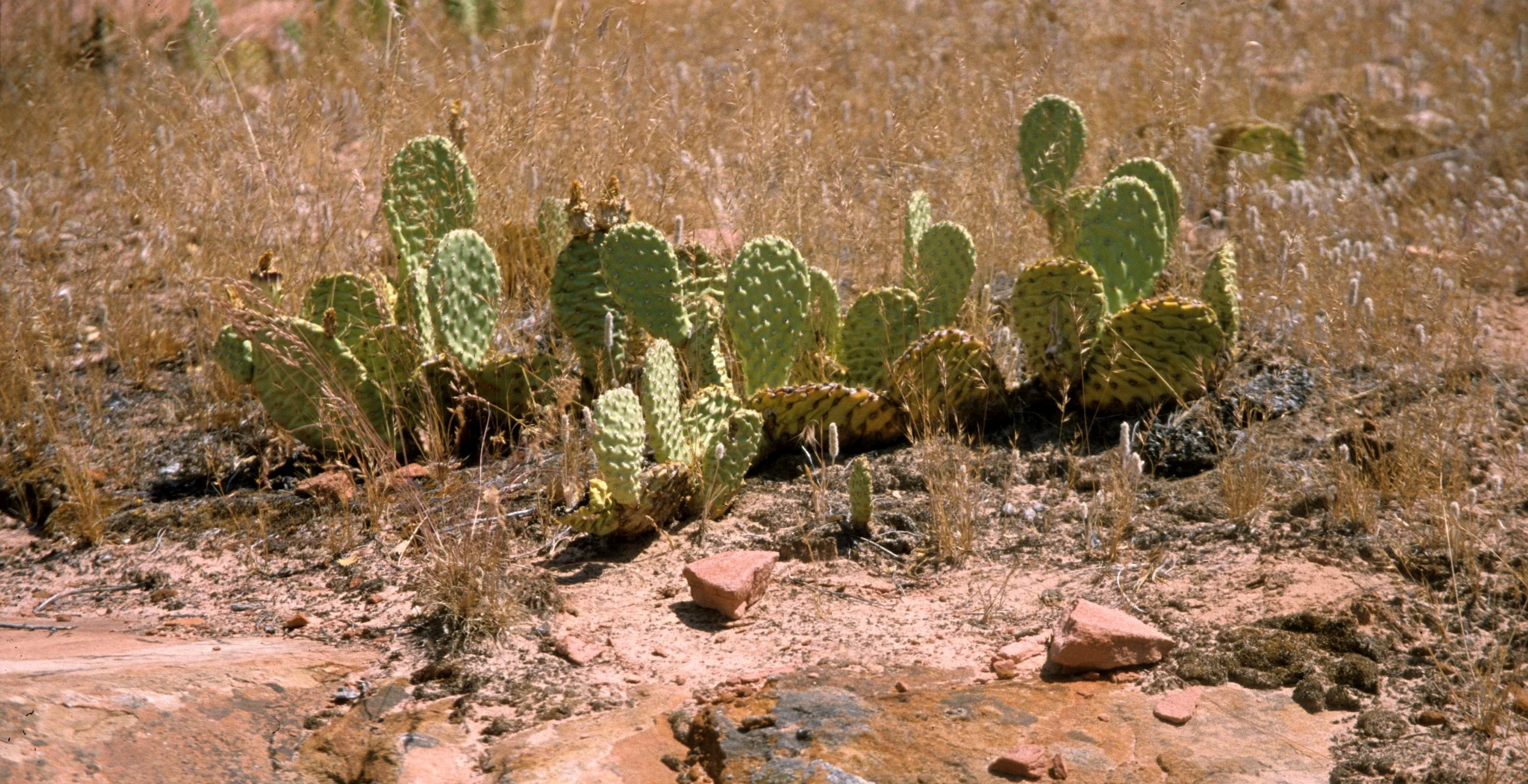 UTAH - ZION - OPUNTIA SPECIES.jpg