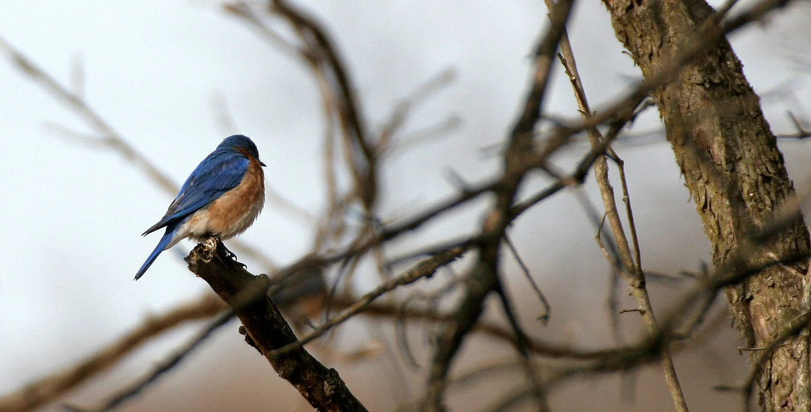 Eastern Bluebird (Sialia sialis) Lincoln Marsh Wheaton Illinois (2).JPG