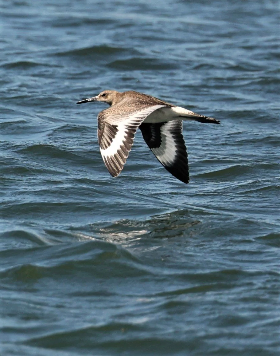 Tringa semipalmata - WILLET - ELKHORN SLOUGH MOSS LANDING CALIFORNIA AUGUST 2022 (8).jpg