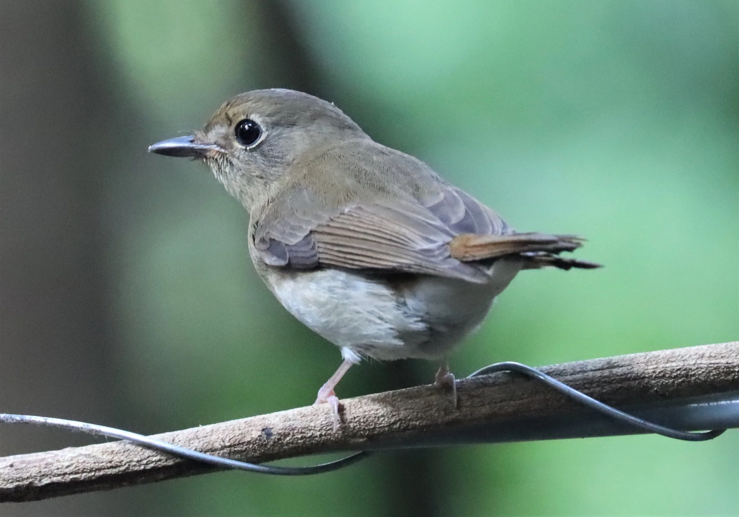 FLYCATCHER - LARGE BLUE FLYCATCHER - Cyornis magnirostris - WAT THAM PRATHUN CHONBURI (1).jpg