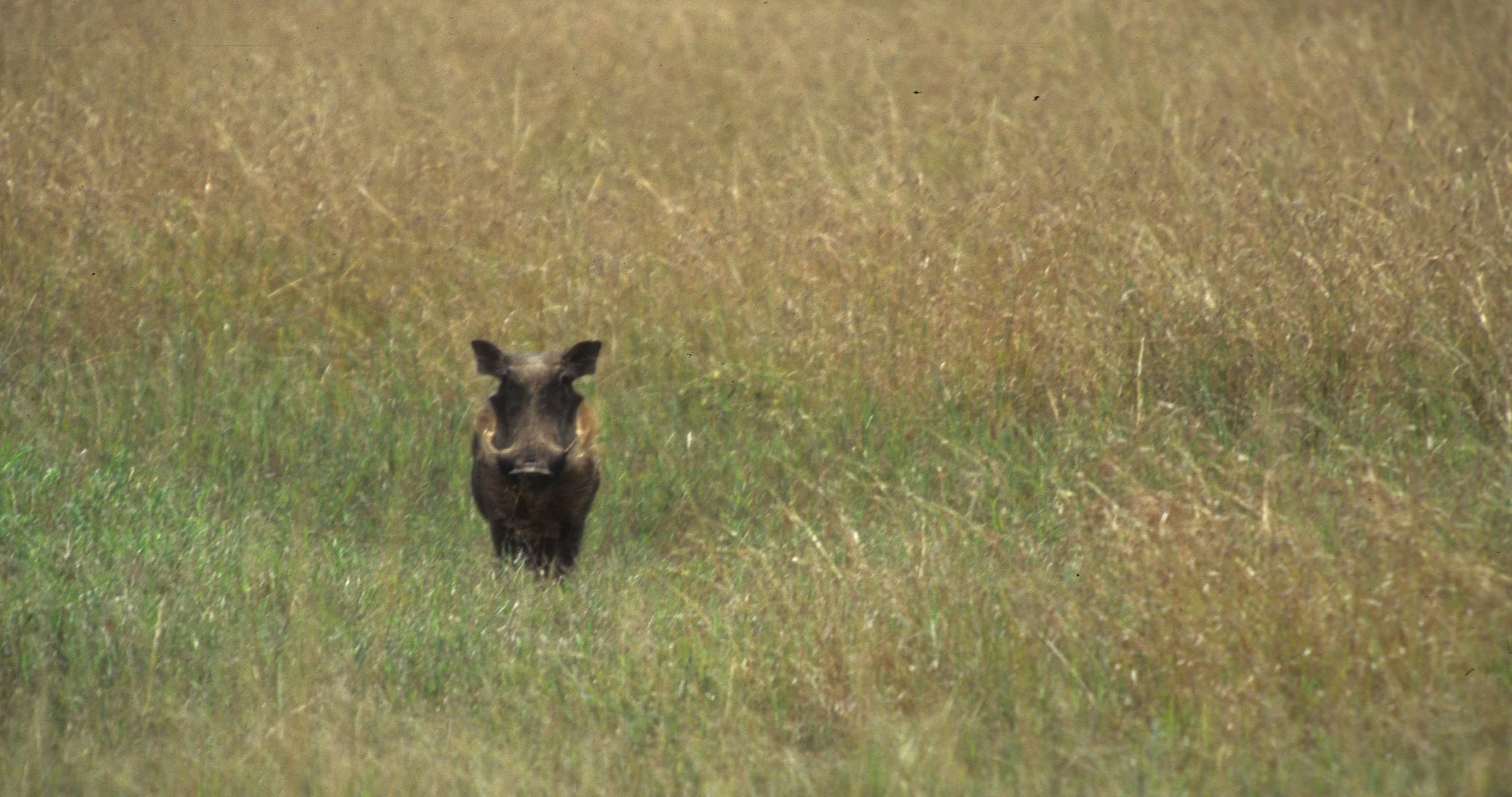 SUIDAE - WARTHOG- SERENGETI (10).jpg