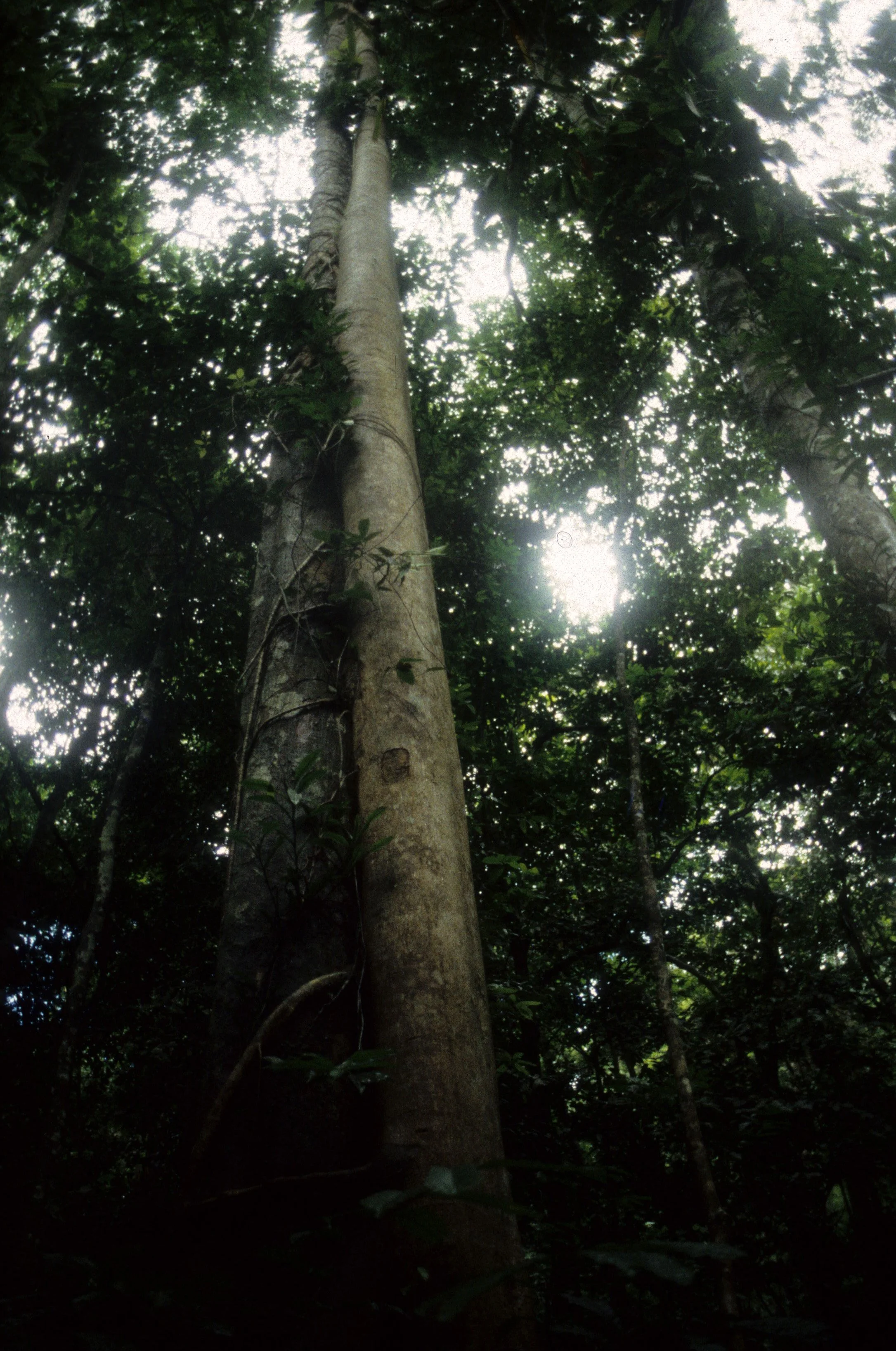 CUC PHUONG NATIONAL PARK - 1994 (11).jpg