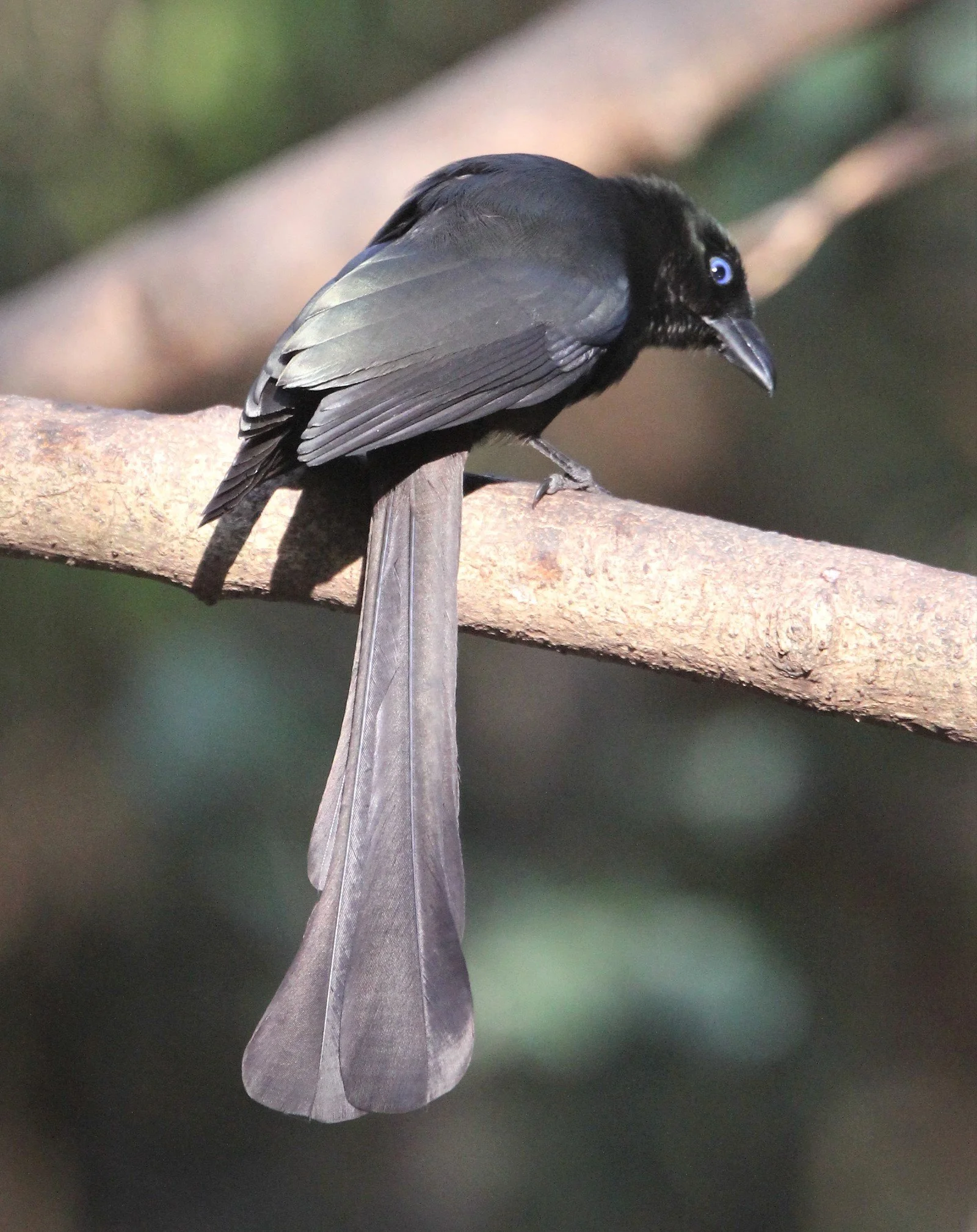 TREEPIE - RACKET-TAILED TREEPIE -Crypsirina temia - KAENG KRACHAN (1).jpg