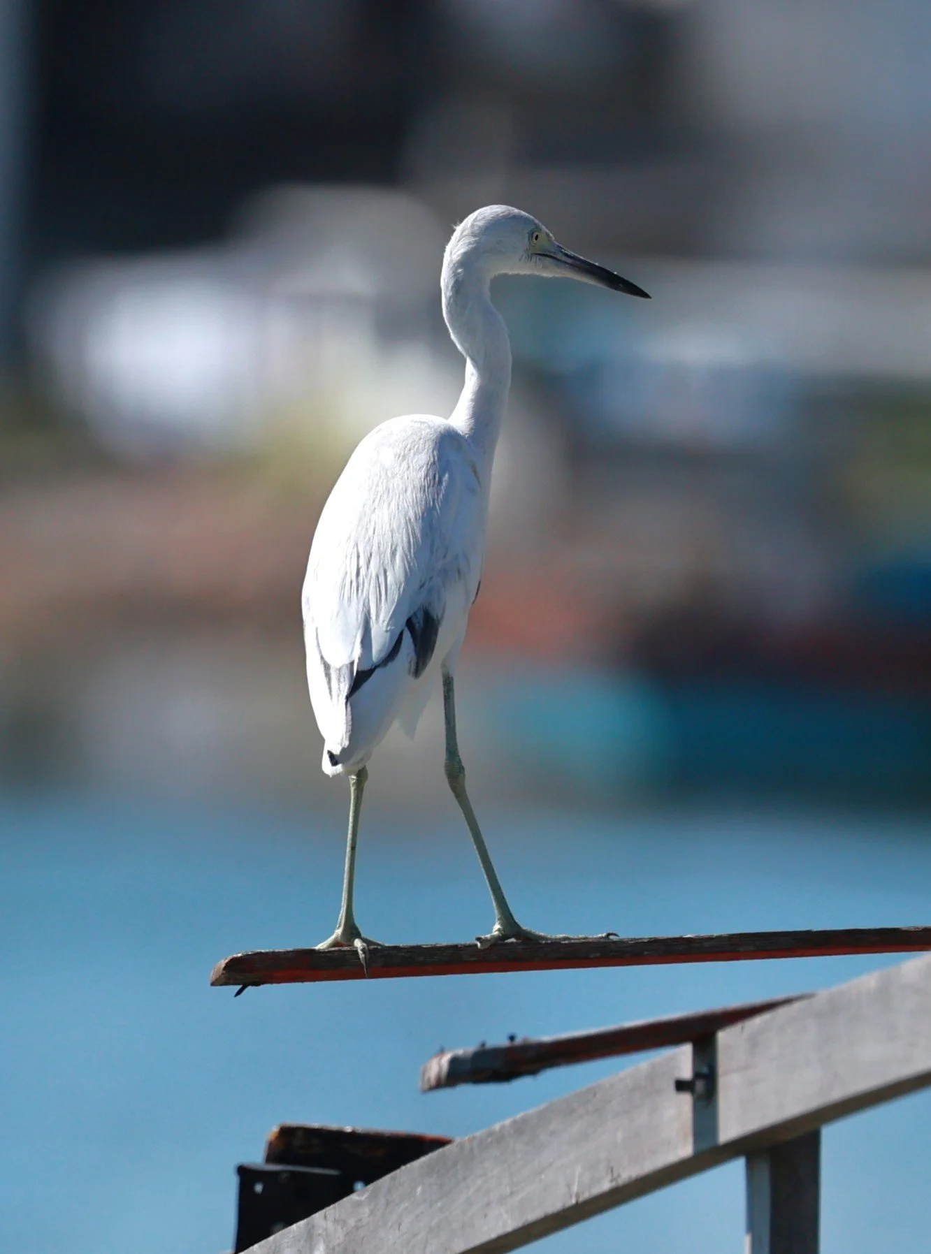Egret - Snowy Egret - Egretta thula - Illeus, Bahia Brazil, Una Township Area (3).JPG