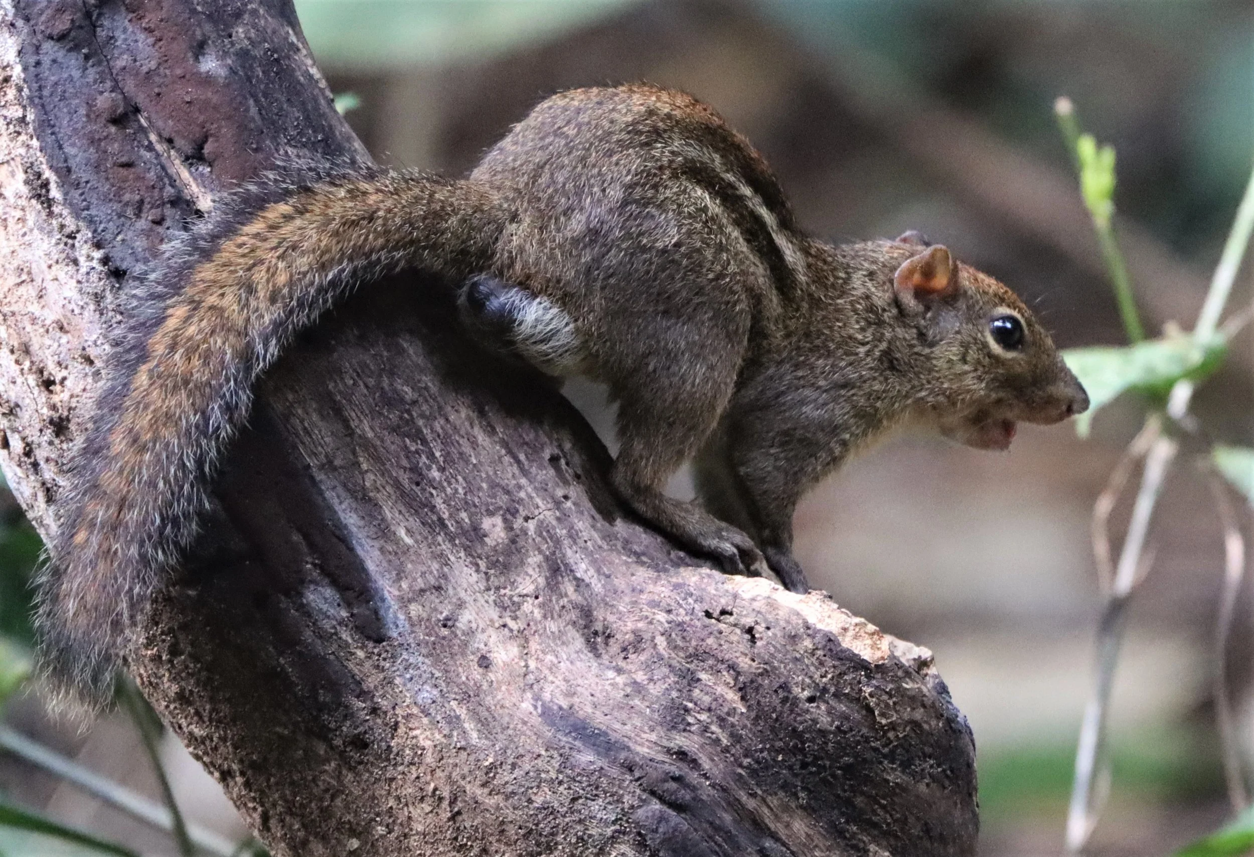As a ground squirrel, it is rarely found on trees, but spends most of the time in the thick underwoods of the rainforests. However, it is also found in fields or villages, especially in rice fields it is sometimes omnipresent.