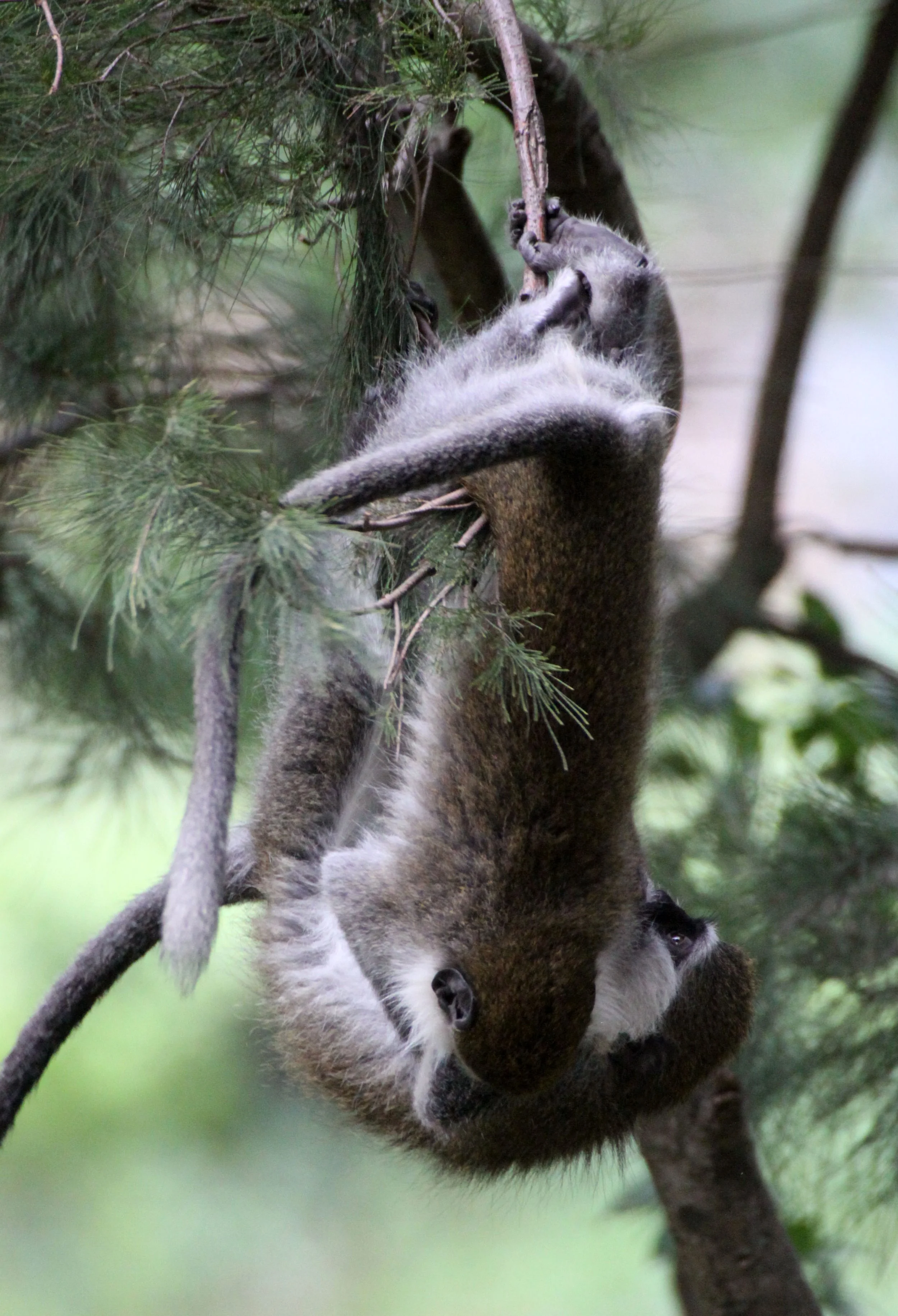 CERCOPITHECIDAE - Chlorocebus aethiops - GRIVET MONKEY - LAKE AWASSA ETHIOPIA (56).JPG