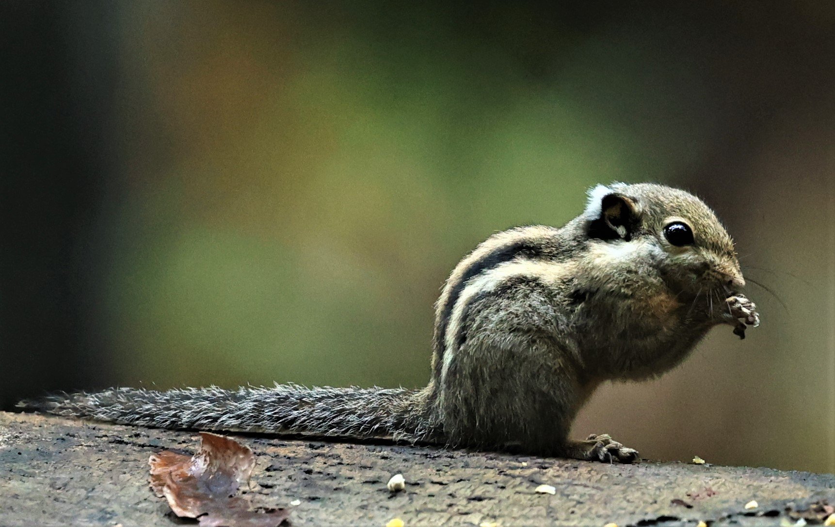 Tamiops mcclellandii - HIMALAYAN STRIPED SQUIRREL - BUKIT TINGGI MALAYSIA JUNE 2022 (27).jpg