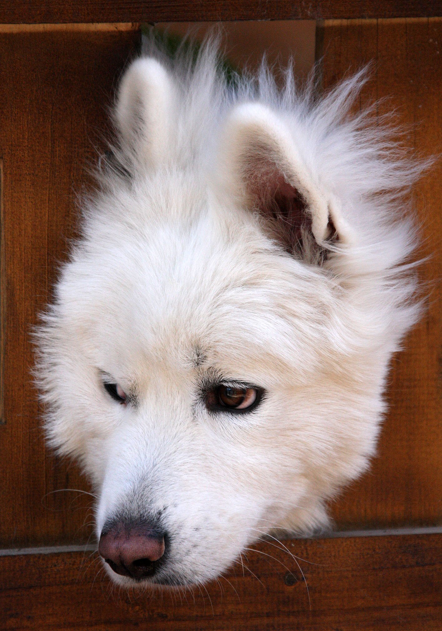 YUNNAN - LIJIANG ANCIENT TOWN - CHINA (73).JPG