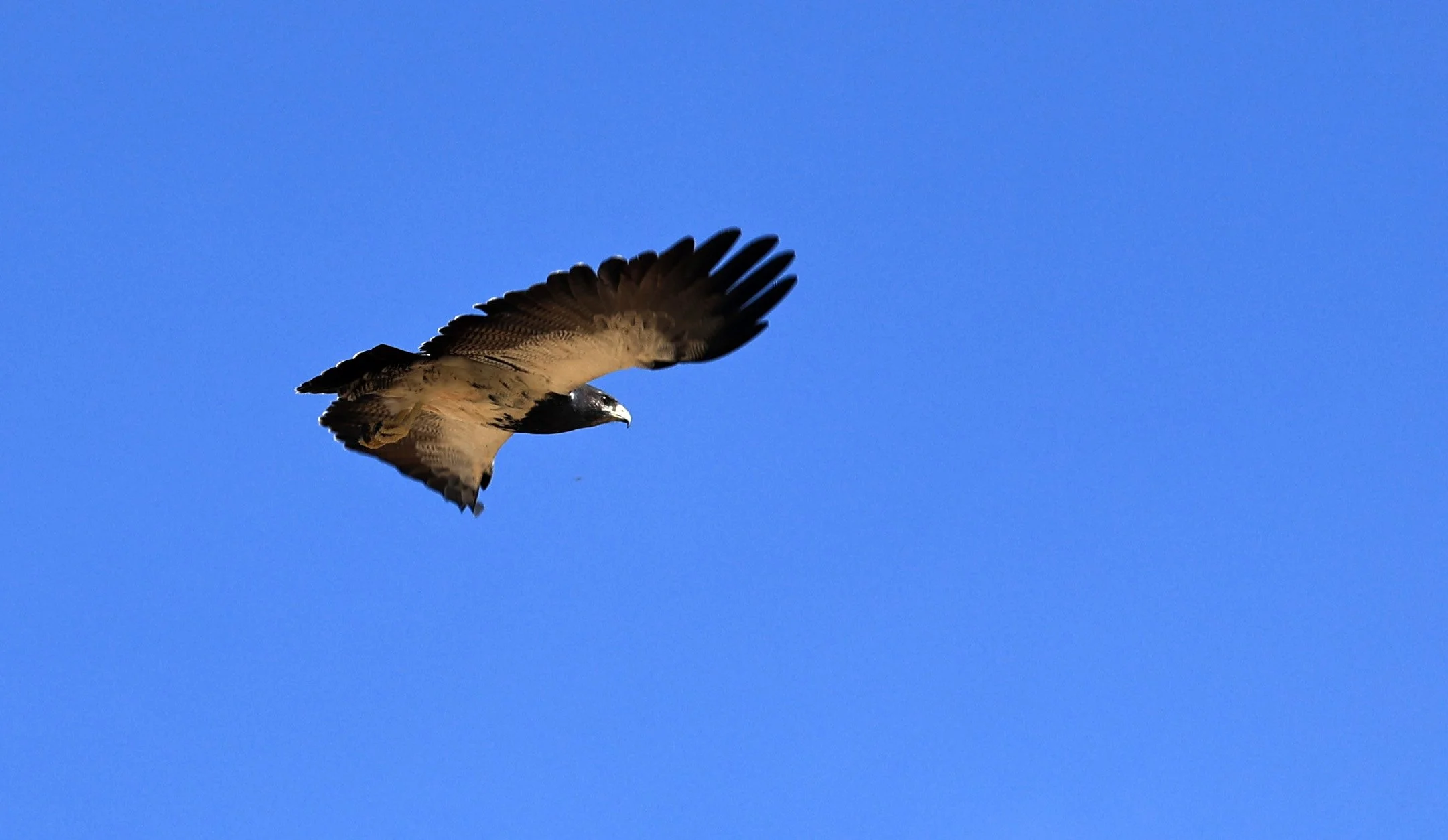 Black-chested buzzard-eagle (Geranoaetus melanoleucus) Chaco Lodge & Laguna Salada Paraguay (26).jpg