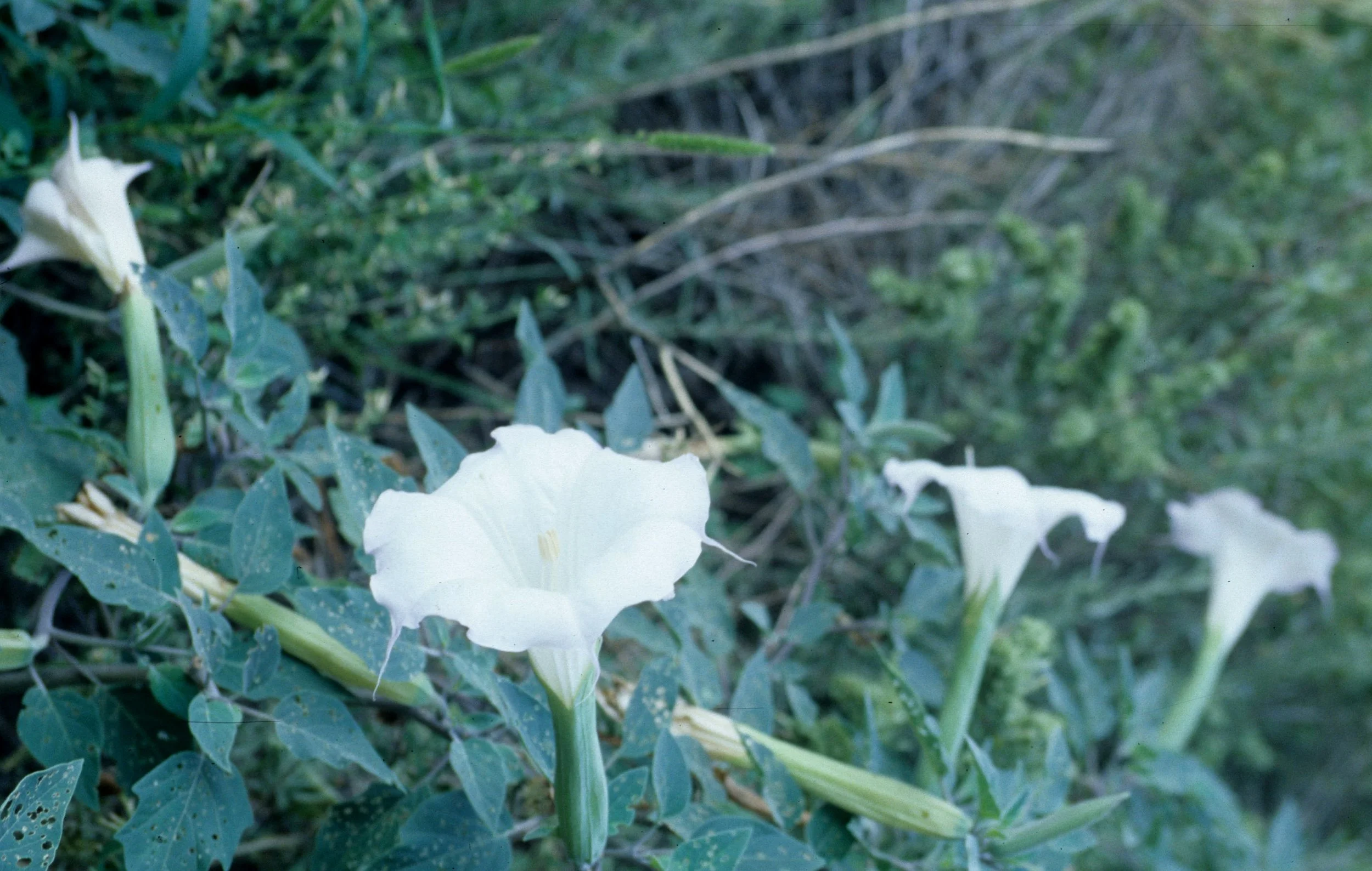ANASAZILAND - DATURA SPECIES.jpg