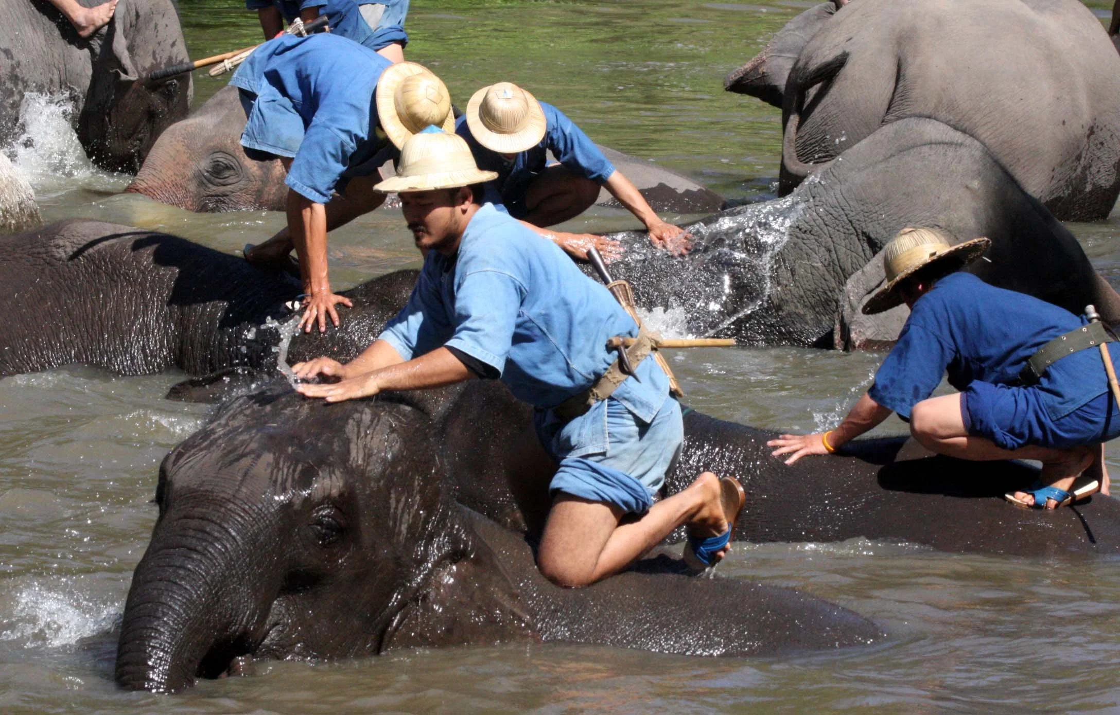 2008 Lampang City & Elephant Center (73).JPG