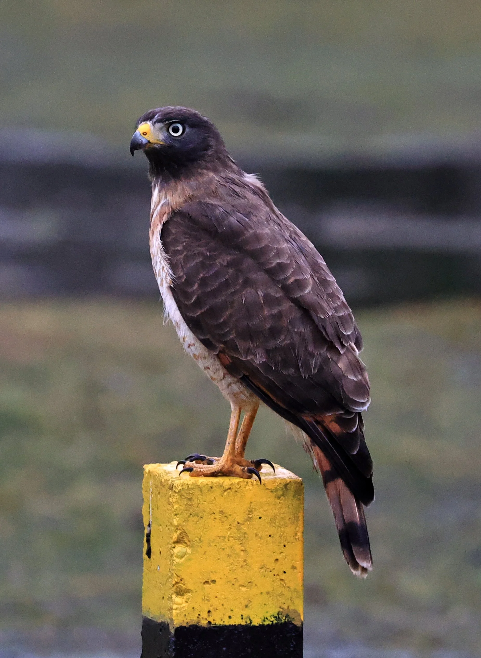Roadside Hawk (Rupornis magnirostris) El Palmar National Park, Entre Rios, Argentina (9).jpg
