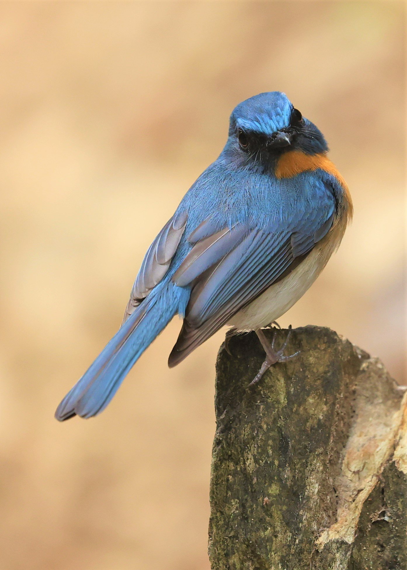 FLYCATCHER - INDOCHINESE BLUE-FLYCATCHER - Cyornis sumatrensis - SRI SATCHANALAI NP MANAO WATERHOLE MAY 1 2022 (51).jpg