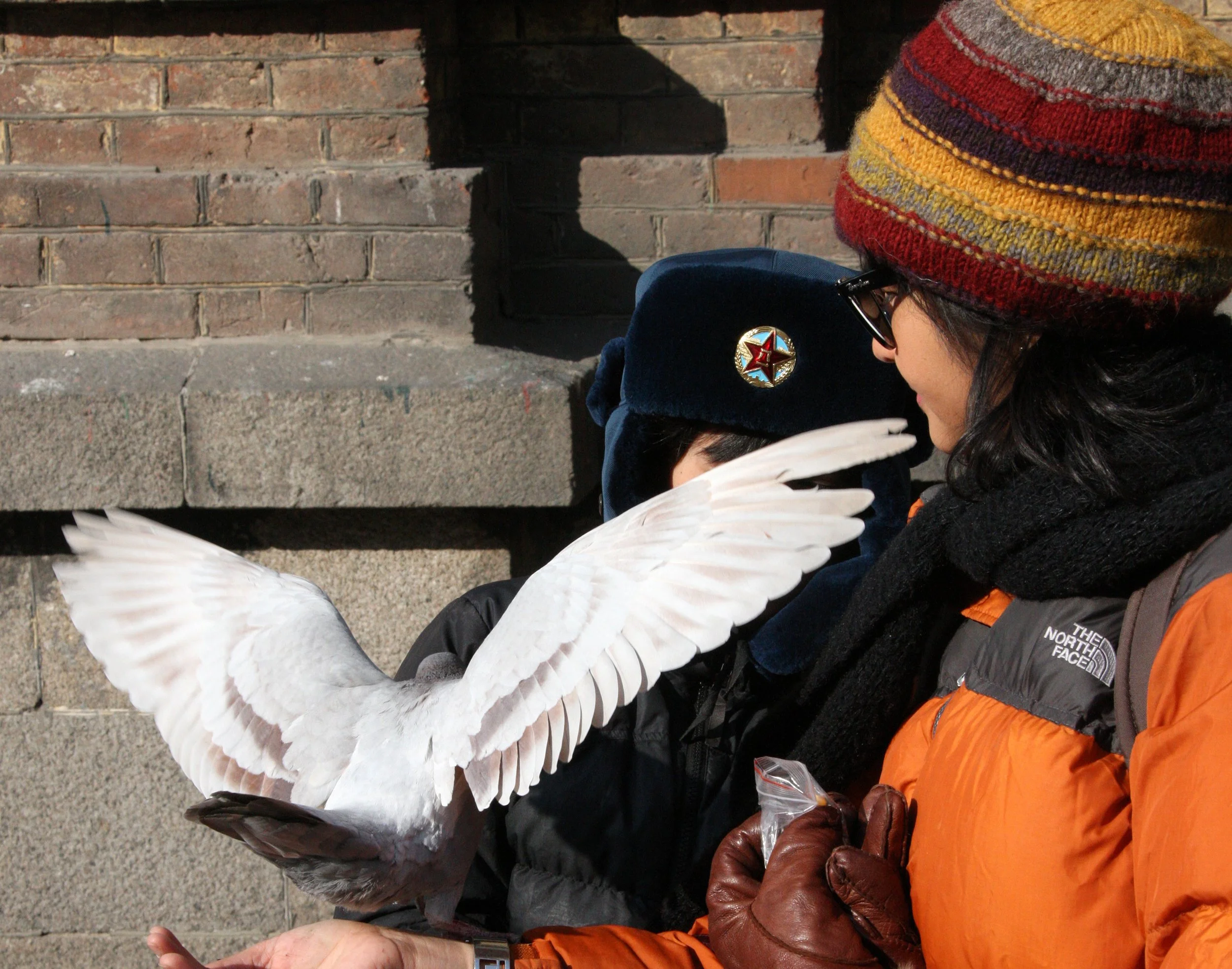 BIRD - PIGEON - HARBIN SAINT SOPHIA'S CATHEDRAL CHINA (22).JPG