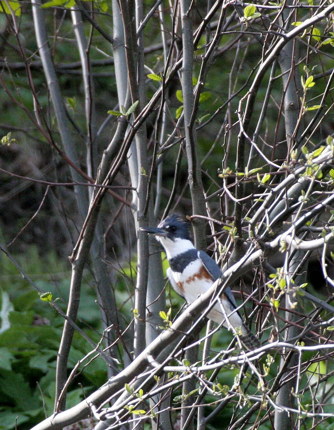 BIRD - KINGFISHER - BELTED KINGFISHER - LAKE  FARM BEACH WA (30).JPG