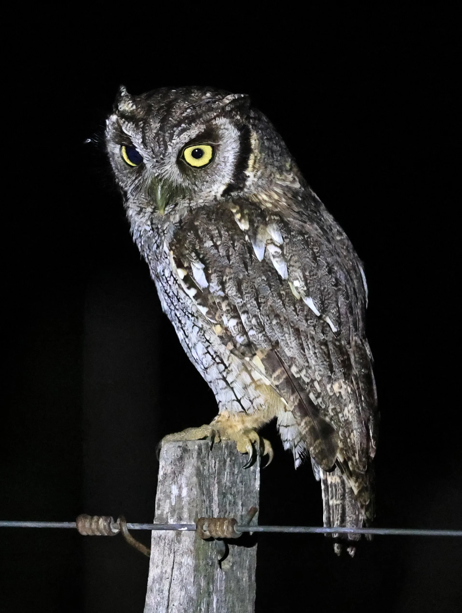 Tropical Screech-Owl (Megascops choliba) Hotel Campestre Iparoma Paraguay (28).jpg