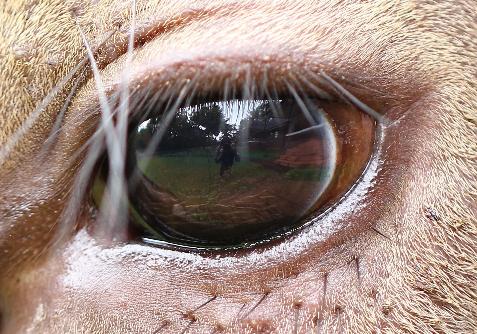 Sambar deer (Rusa unicolor). As the primary prey for tigers, they are currently the focus of reintroduction and conservation projects to boost their population and restore the ecosystem.