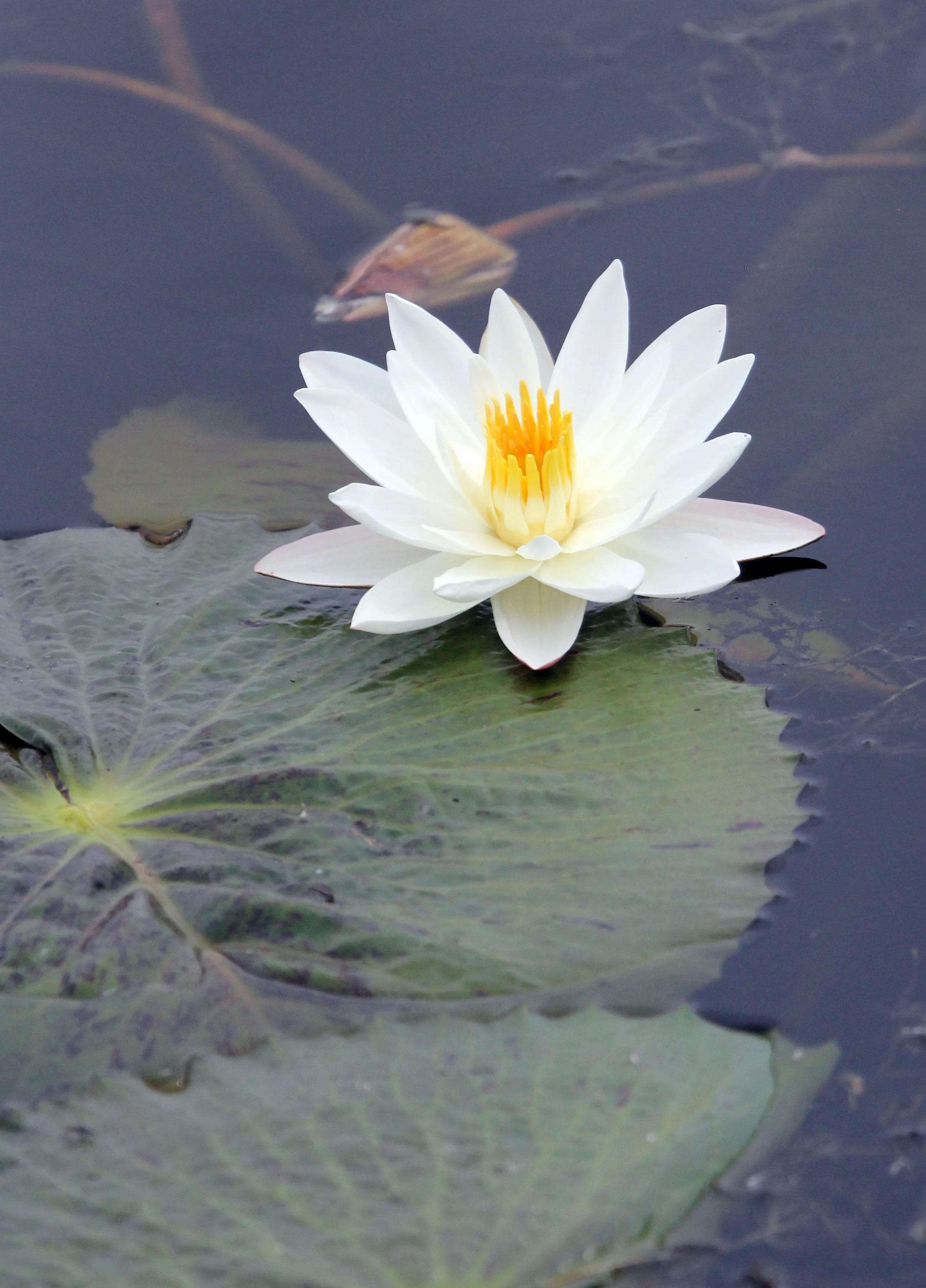 2014 Khao Sam Roi Yod Wetlands with Cokie & Som and Phil & Shelley Summer Travels (5).JPG