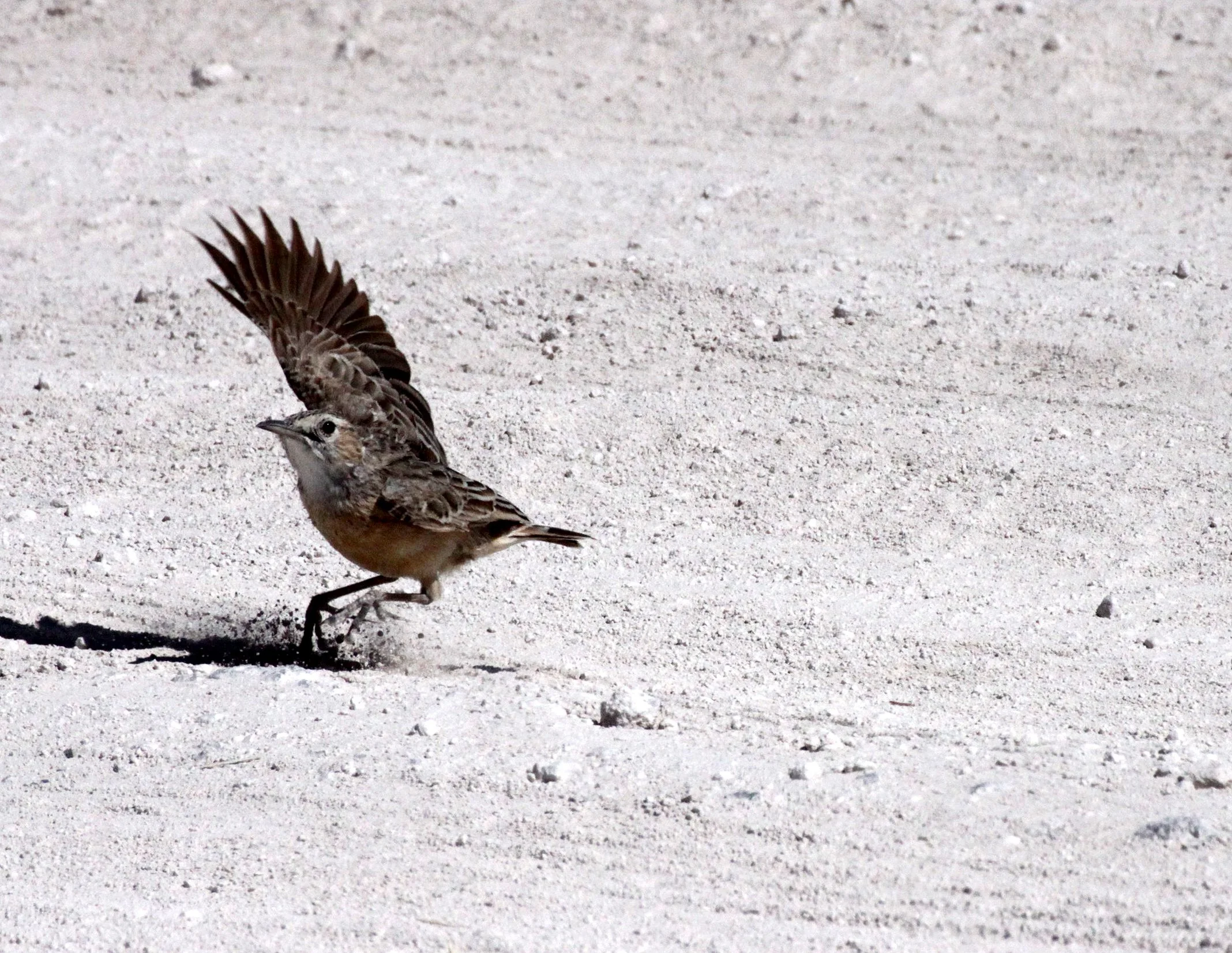 Spike-heeled Lark (Chersomanes albofasciata) Etosha NP Namibia (7).JPG