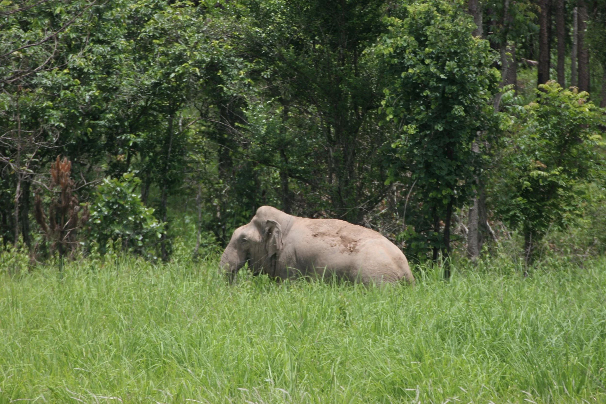 ELEPHANT - ASIAN ELEPHANT - NAM NAO NP THAILAND (4).jpg