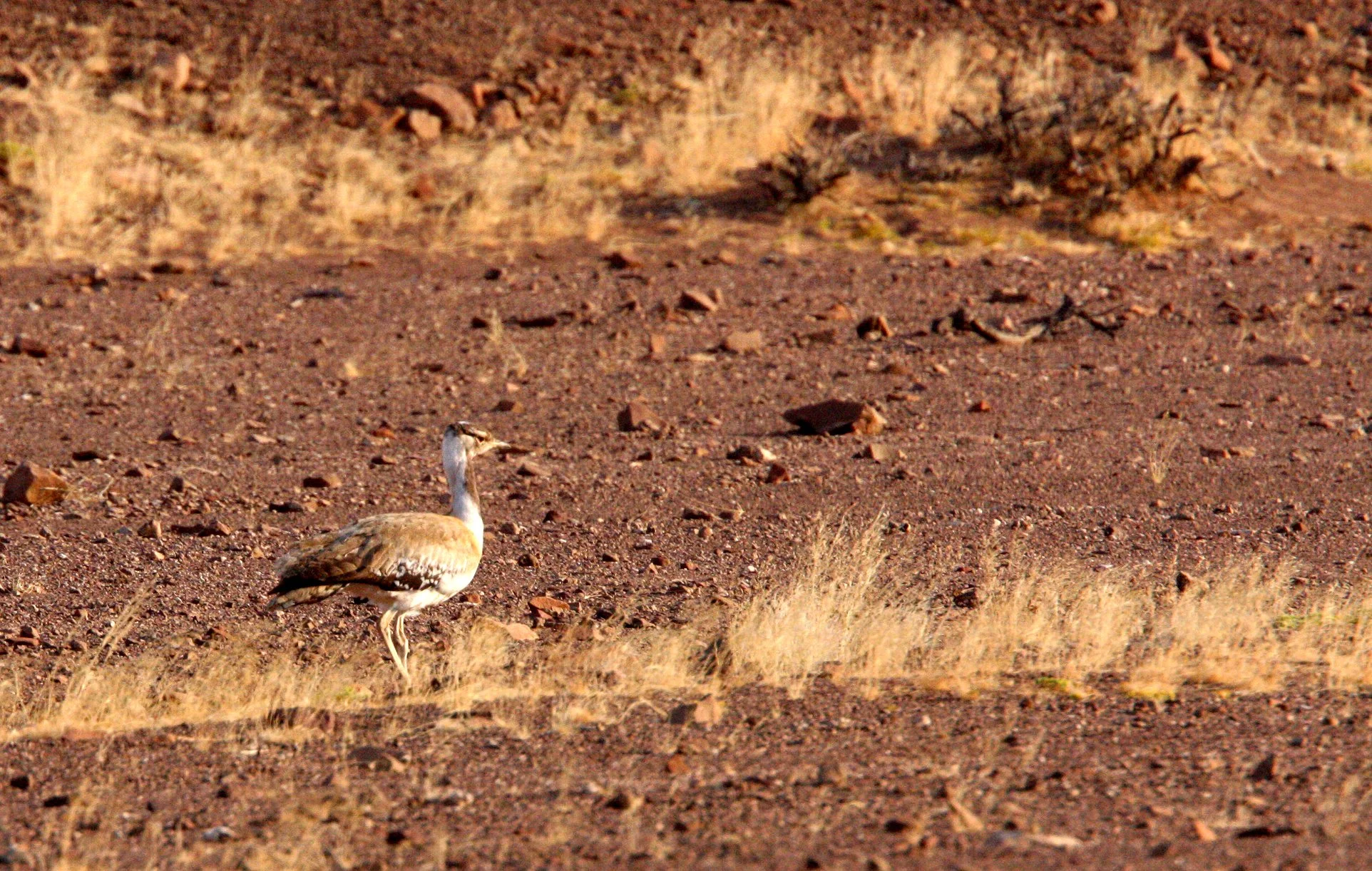 Ludwig's bustard (Neotis ludwigii) Damaraland Namibia (1).JPG