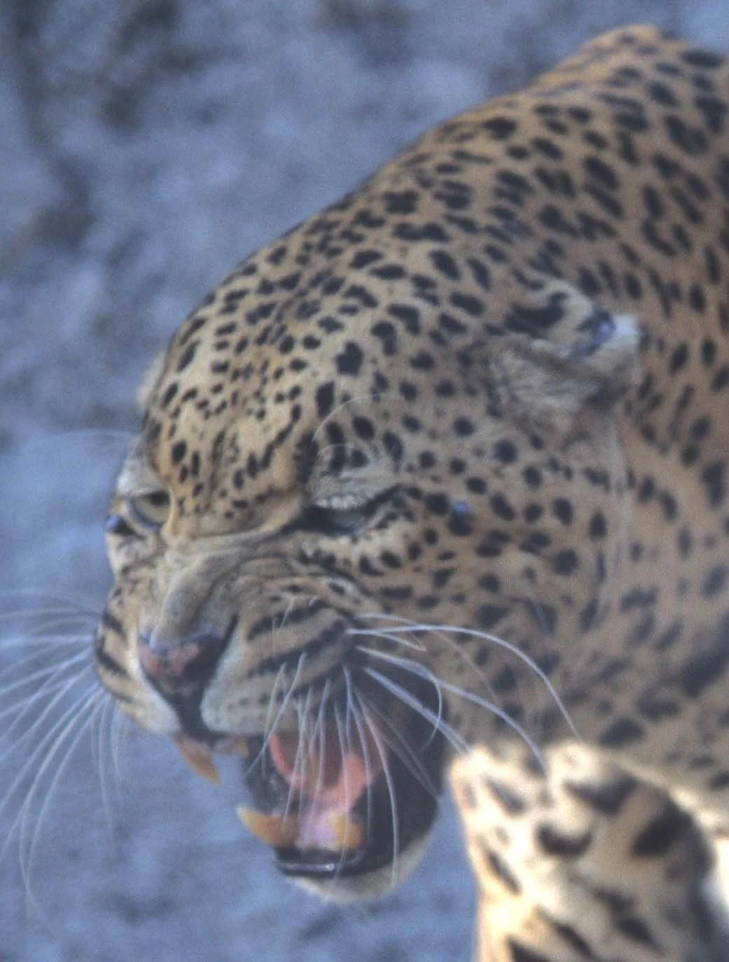 FELID - LEOPARD - ZIMBABWE (5).jpg
