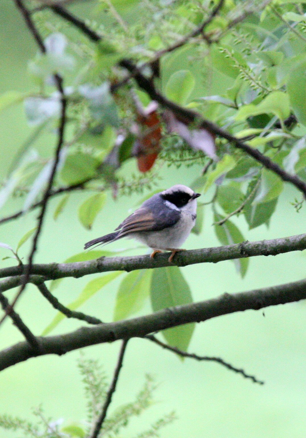 Black-throated Bushtit (Aegithalos concinnus) Hongcun Village, Anhui China (12).JPG