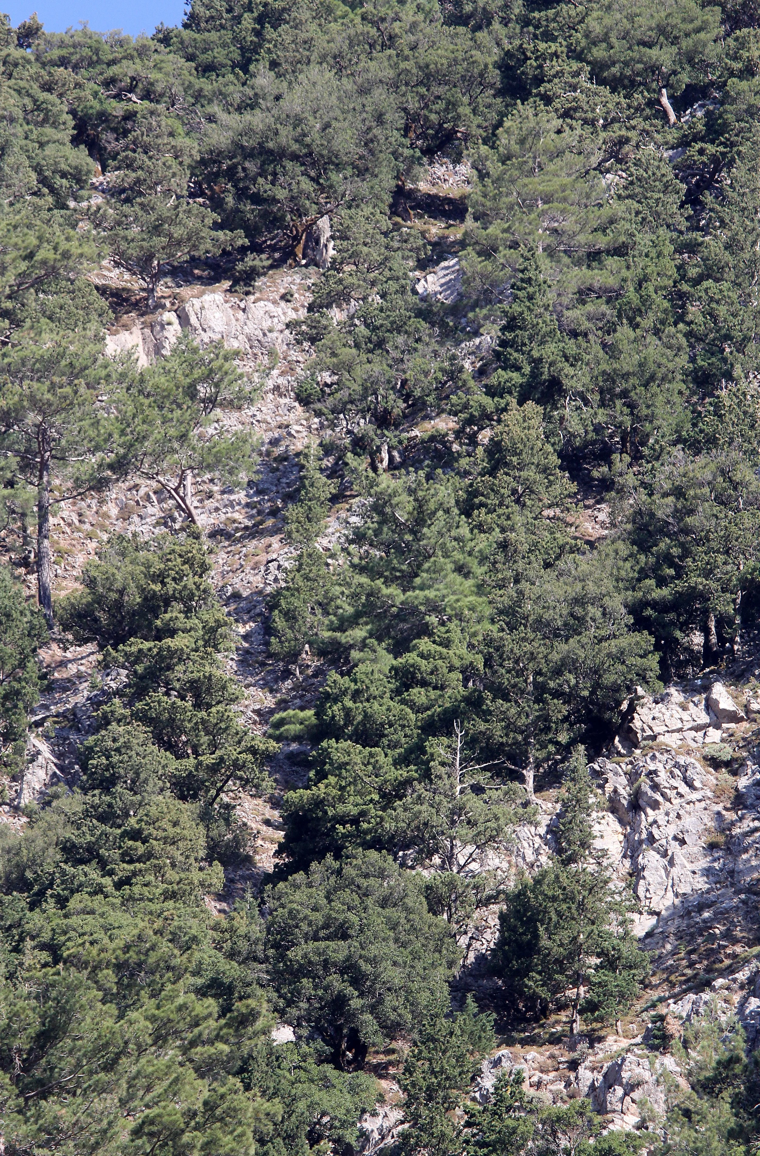 SAMARIA GORGE NATIONAL PARK CRETE GREECE (28).JPG