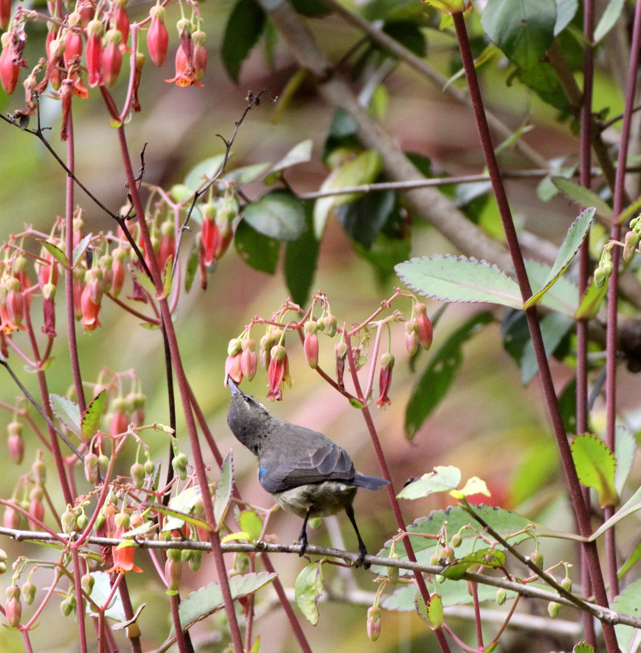 BIRD - SUNBIRD - SOUIMANGA SUNBIRD - NECTARINIA SOUIMANGA - MANTADIA NATIONAL PARK MADAGASCAR.JPG