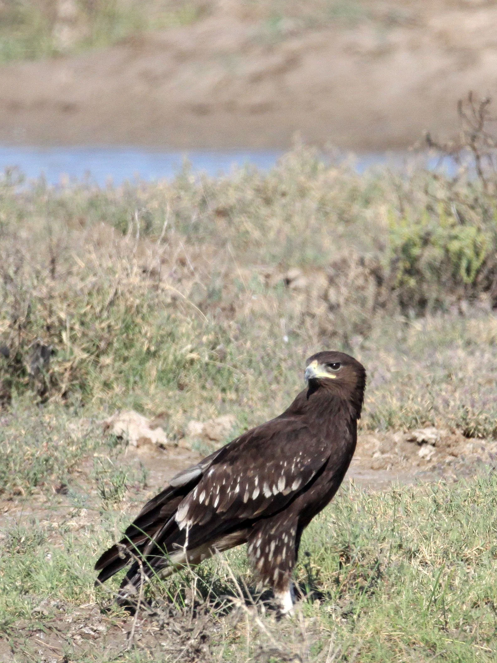Clanga clanga - GREATER SPOTTED EAGLE - AQUILA CLANGA - LITTLE RANN OF KUTCH GUJARAT INDIA (34).JPG