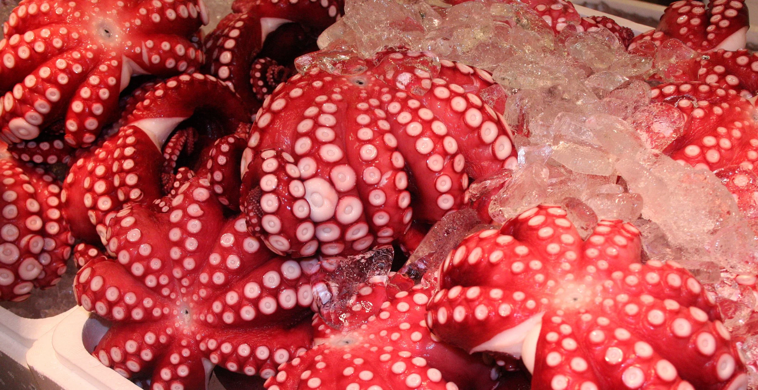 TOKYO - MAY 2009 - TSUKIJI MARKET (20).JPG