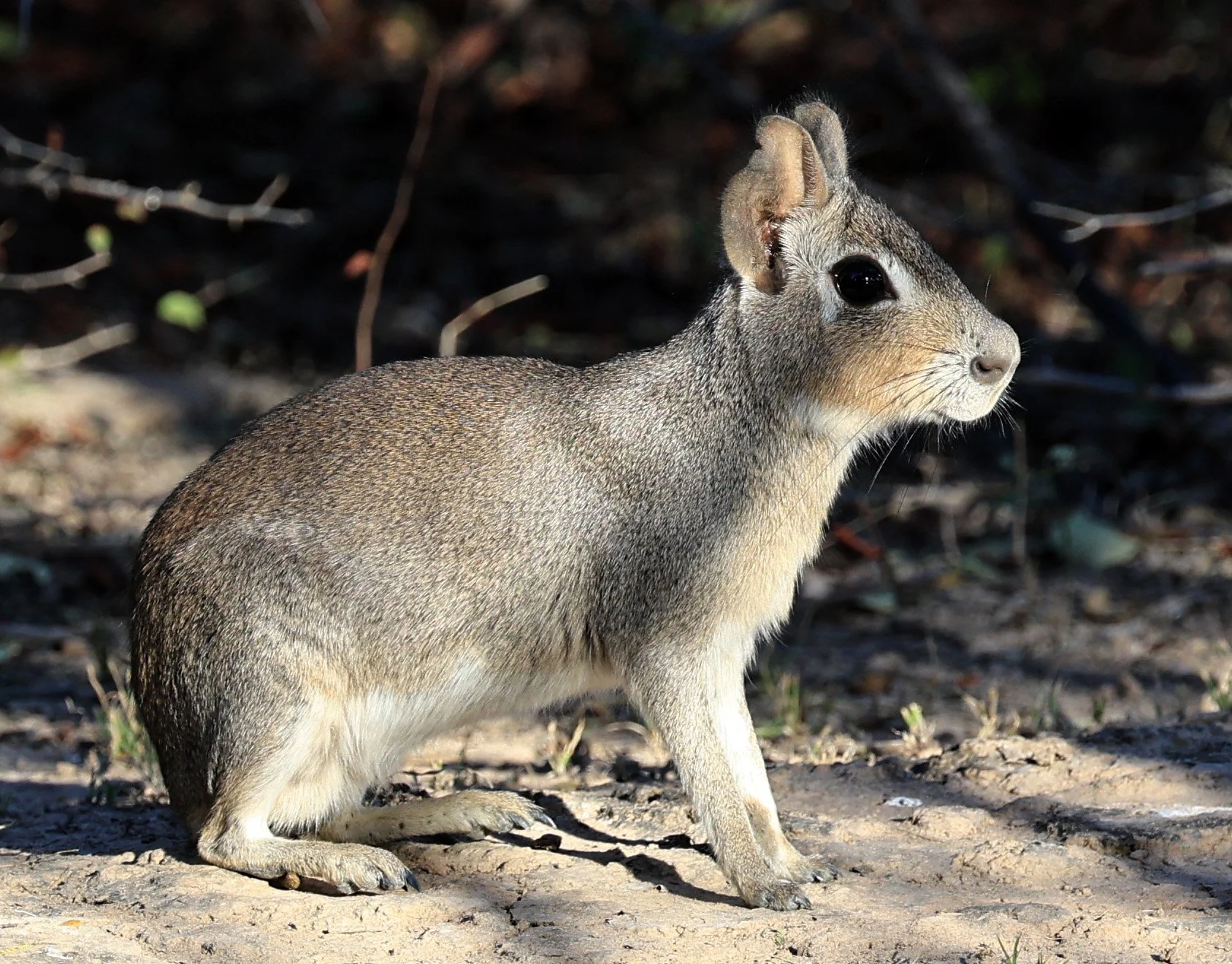 Chacoan Mara (Pediolagus salinicola) 