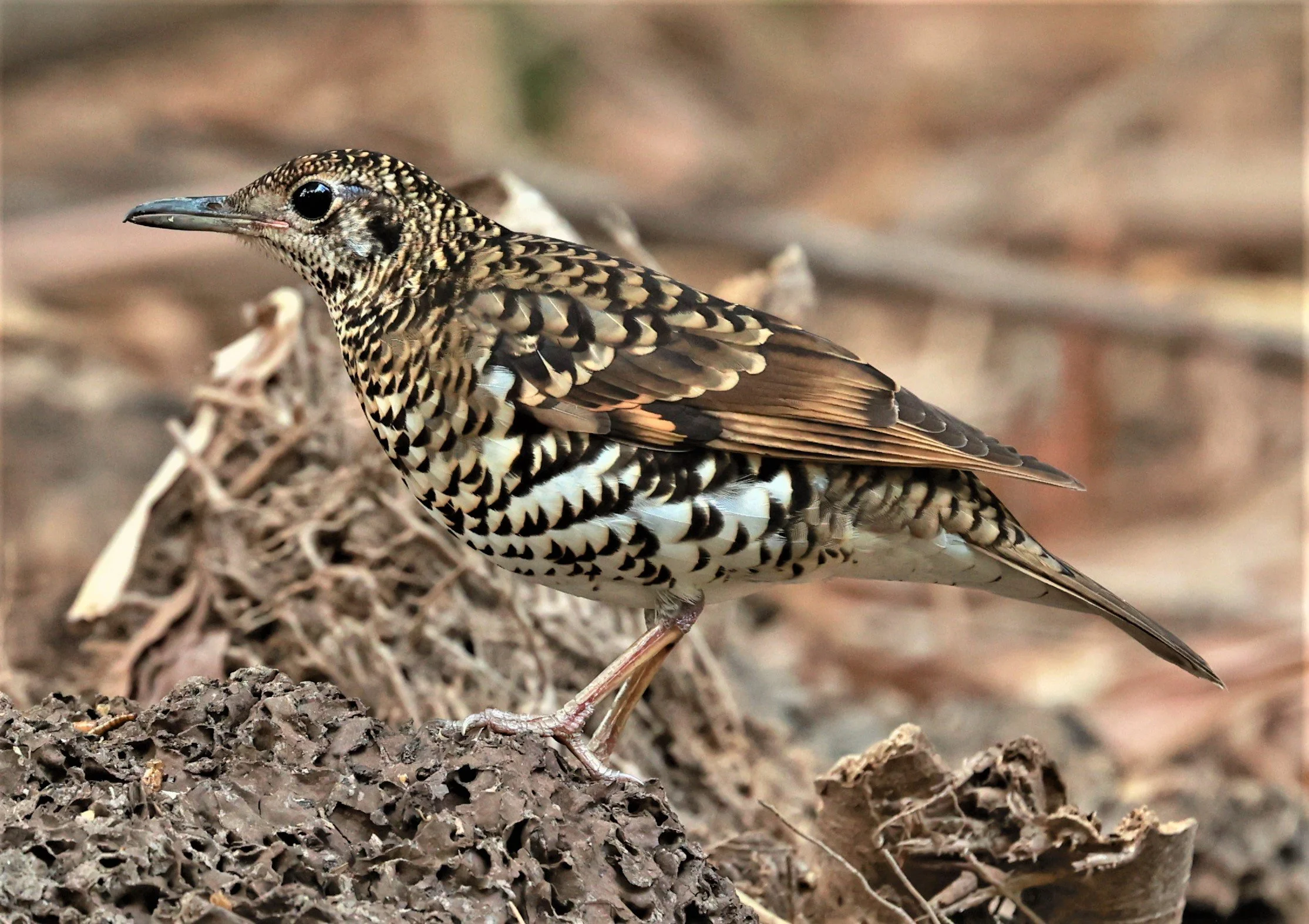 White's Thrush (Zoothera aurea) Putthamonthon Park Nakhon Pathom Thailand (149).jpg