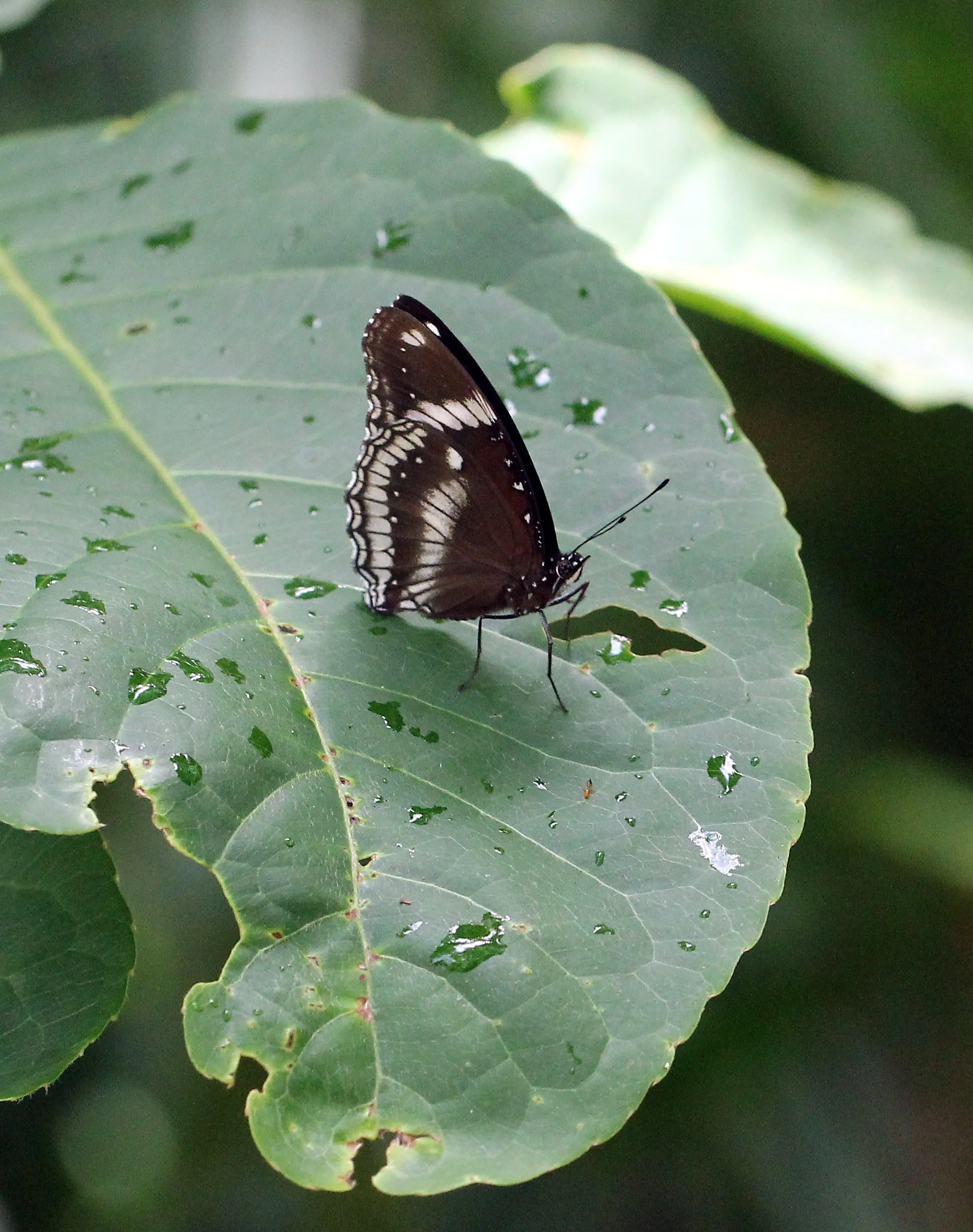 Nymphalidae - Hypolimnas bolina - Koh Lanta Thailand 
