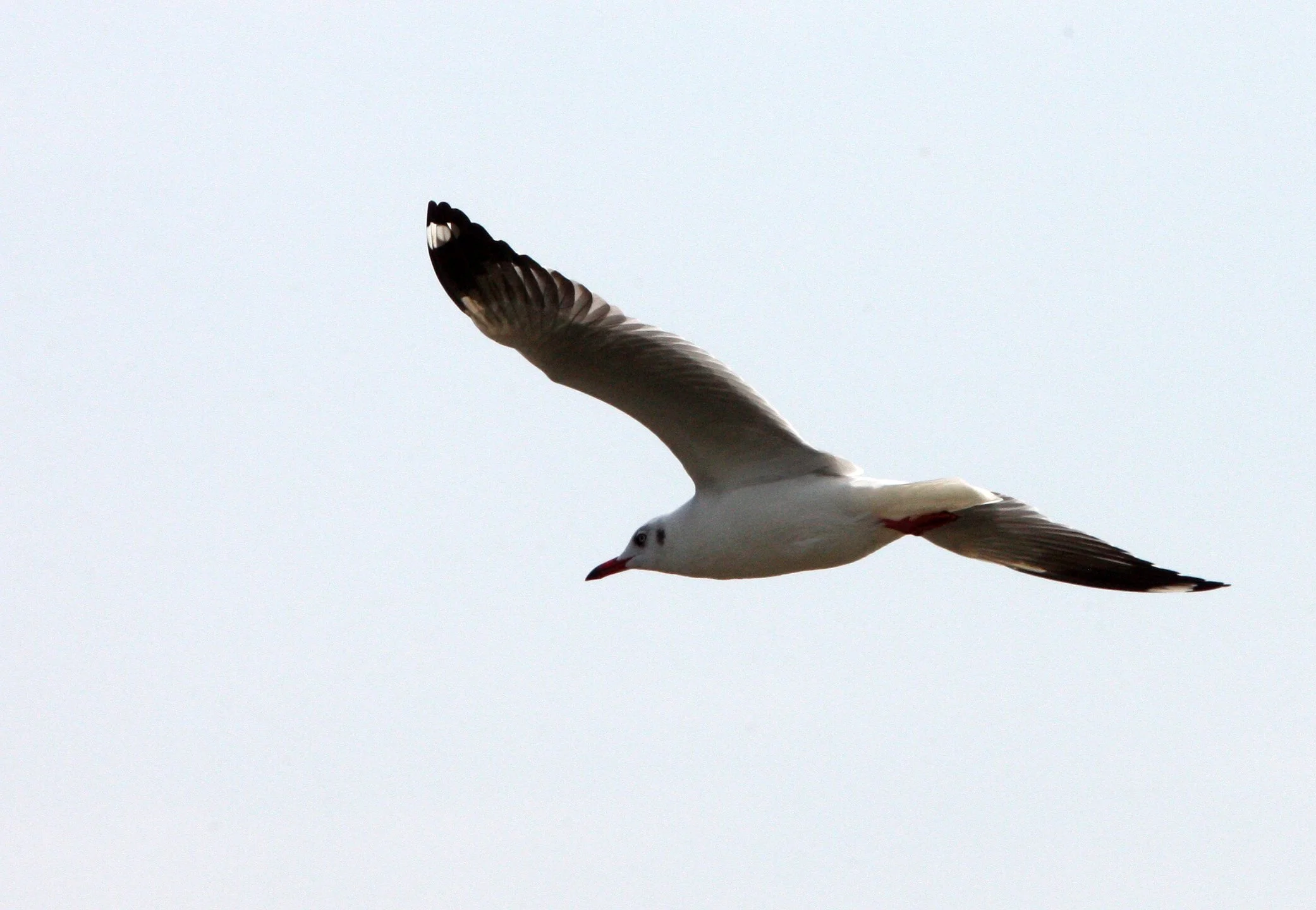 GULL - BROWN HEADED GULL - Larus brunnicephalus - PETCHABURI PROVINCE, PAK THALE, THAILAND (1).JPG