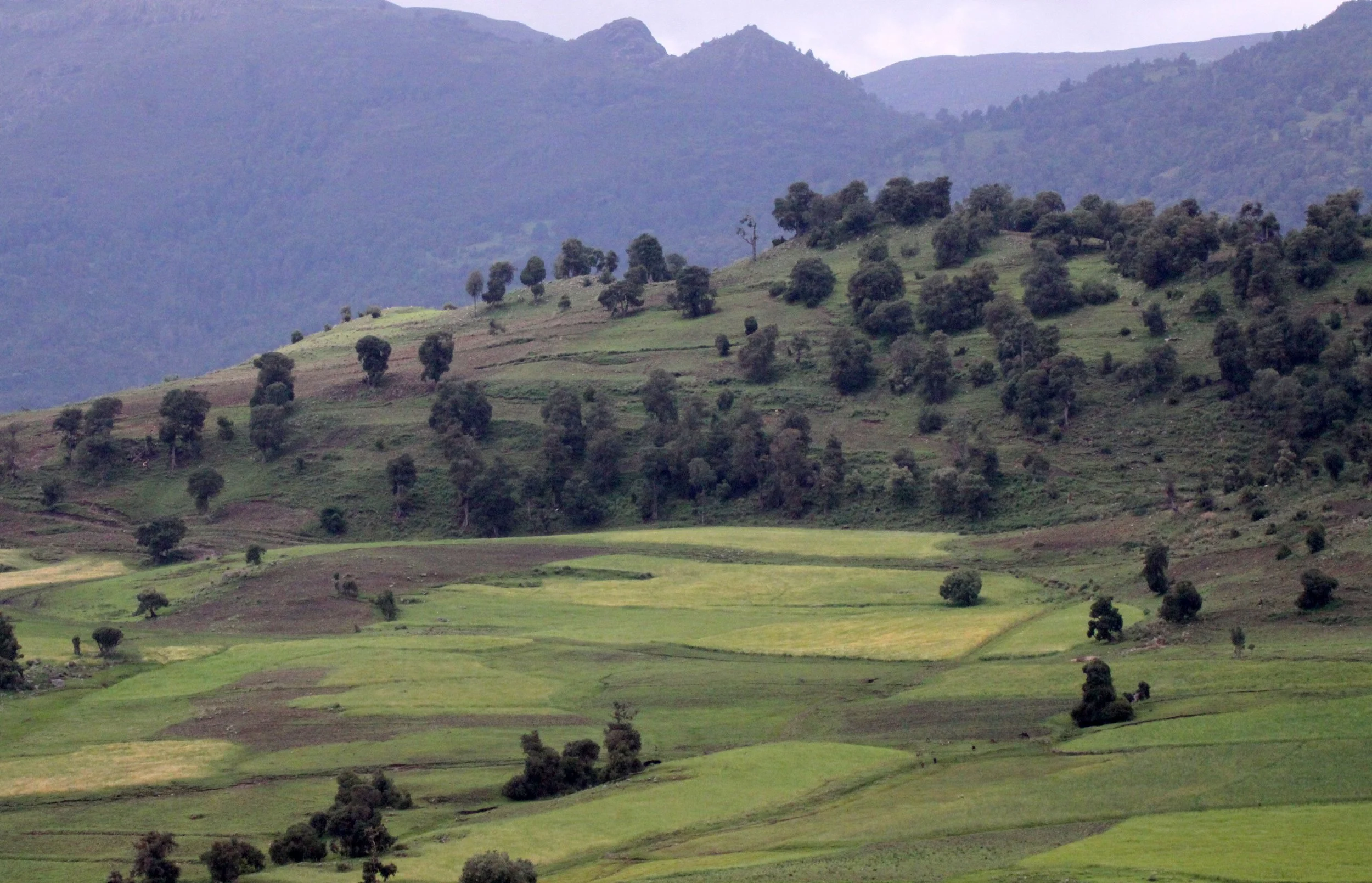 BALE MOUNTAINS NATIONAL PARK ETHIOPIA (8).JPG