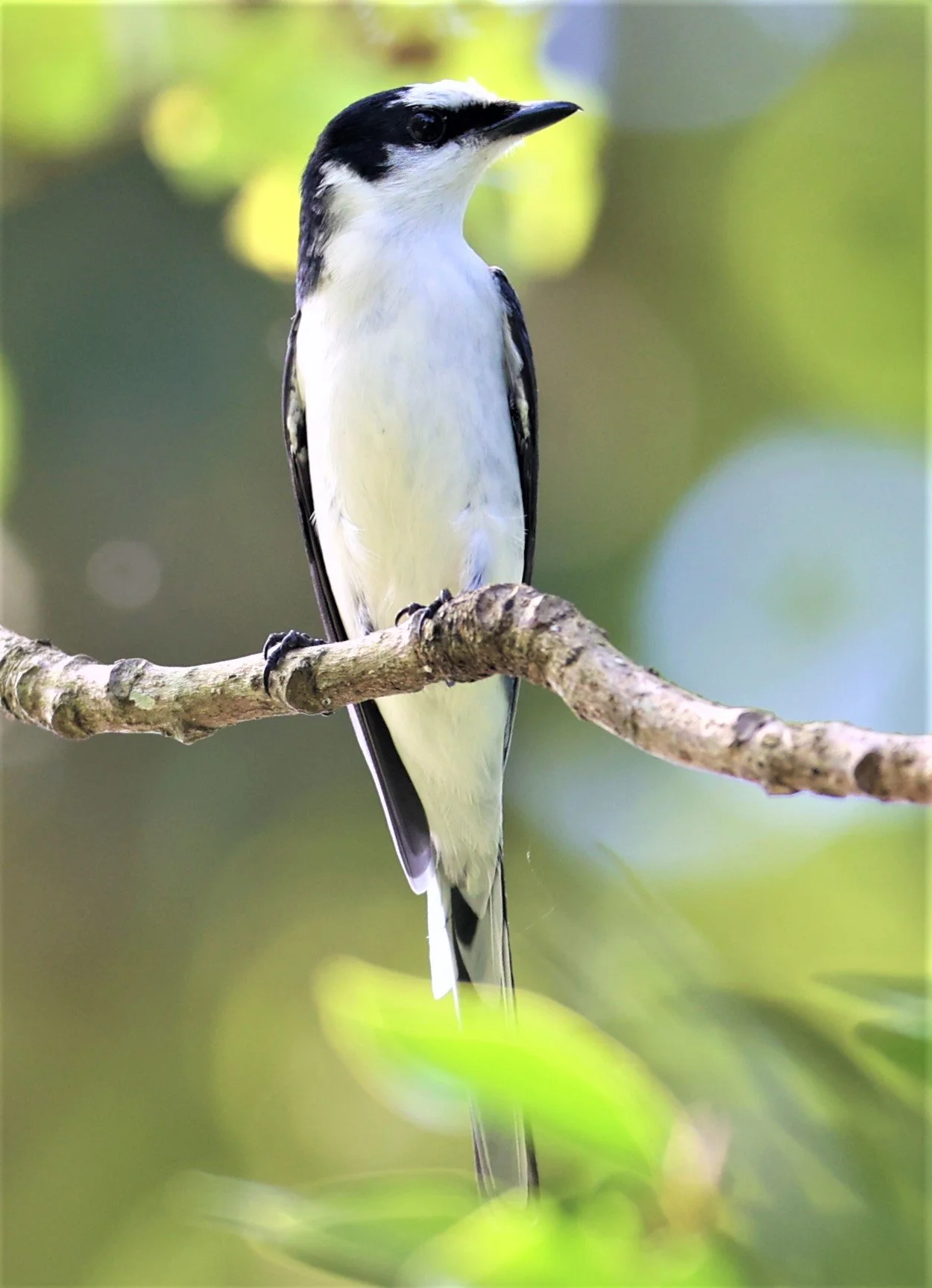 Ashy Minivet (Pericrocotus divaricatus) Kaeng Krachan NP Thailand (3).jpg