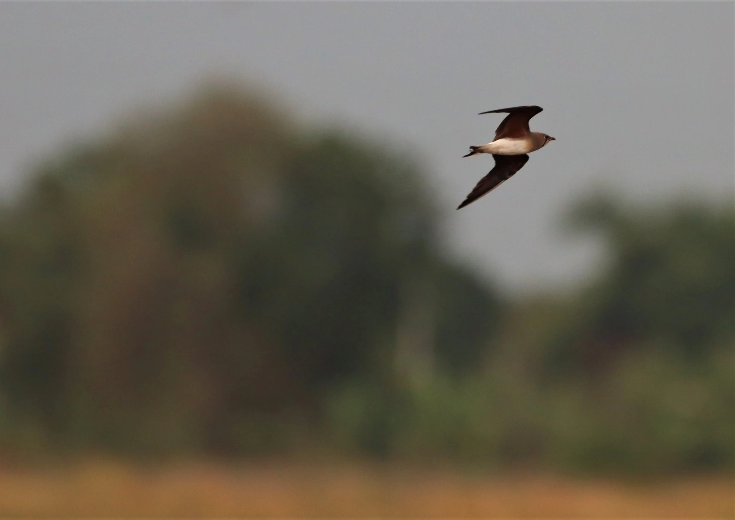 PRATINCOLE - ORIENTAL PRATINCOLE - Glaveola maldivarum -  LAT KRABANG RICE FIELDS (20).jpg