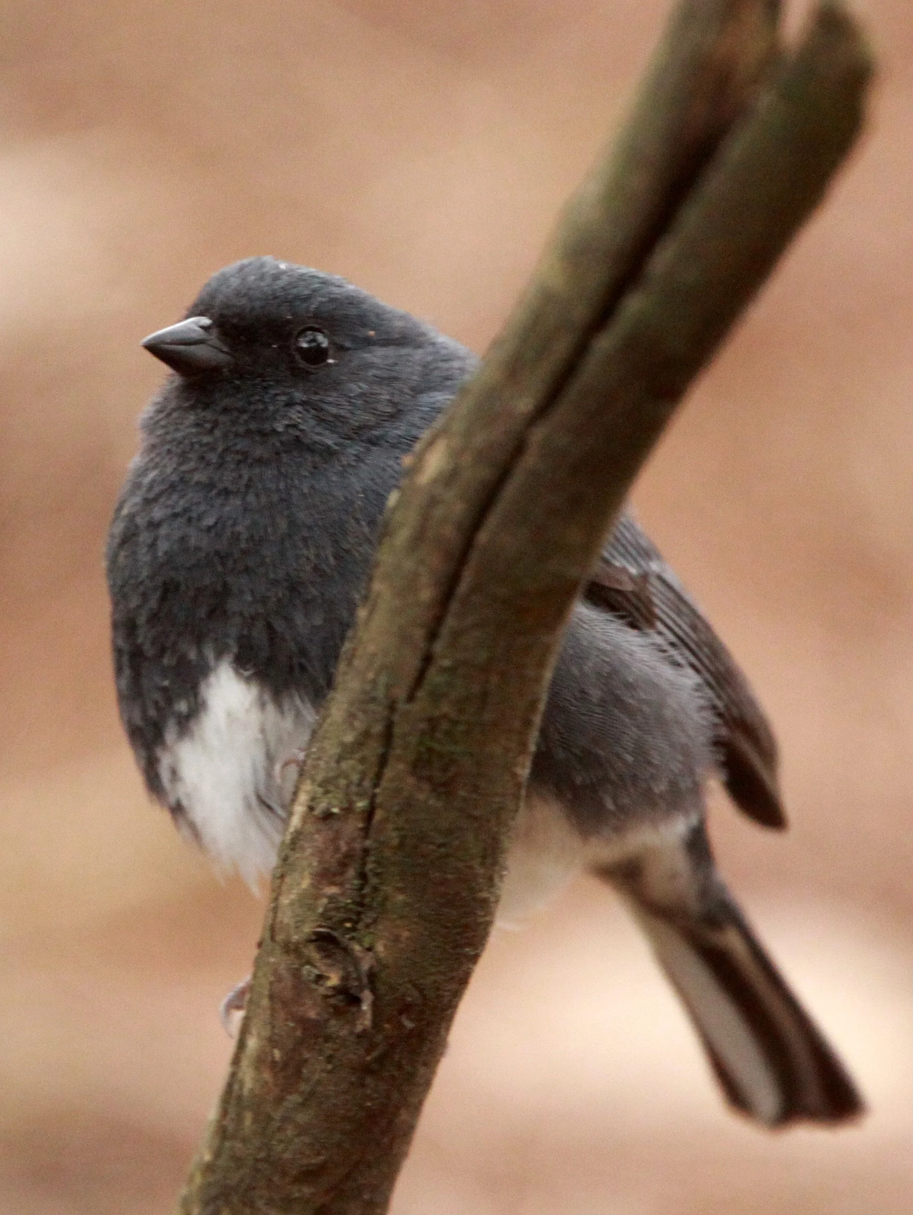 Slaty Bunting (Emberiza siemsseni) Huangshan NP Anhui China (4).JPG