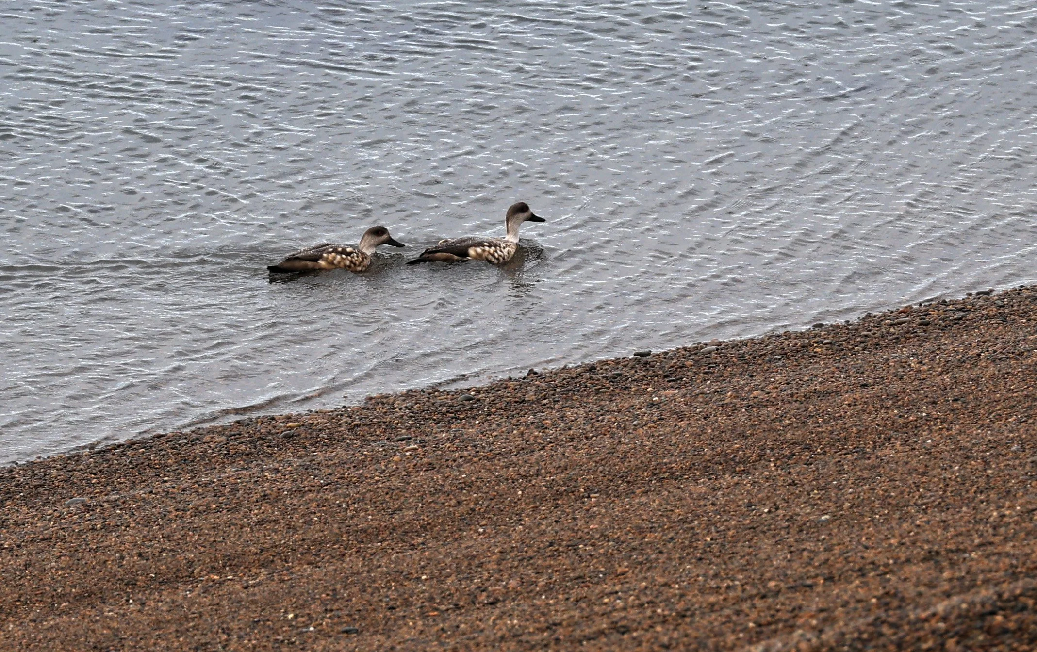 Crested Duck (Lophonetta specularioides) Valdes Peninsula, Chubut Province, Argentina Day 2 (6).jpg