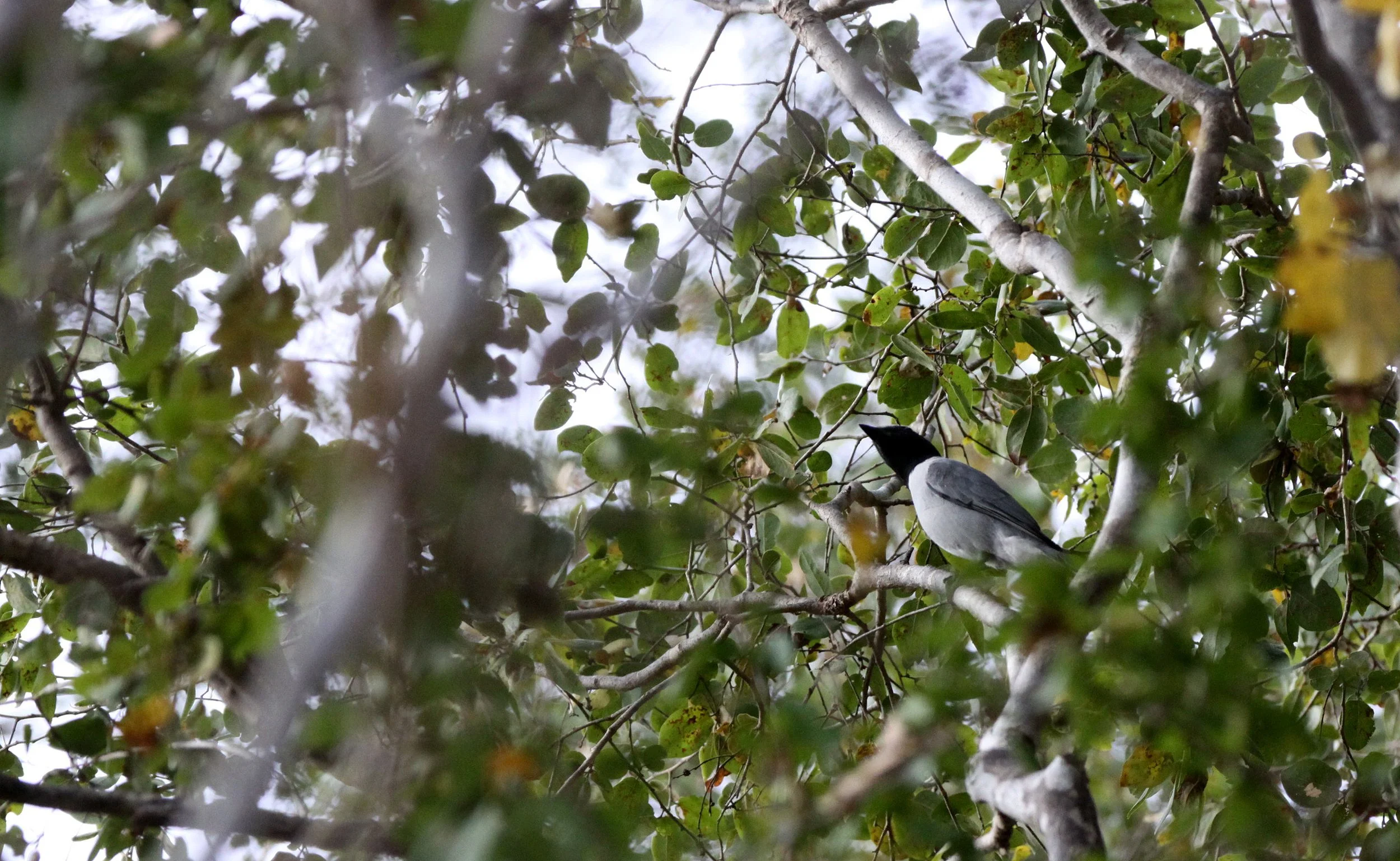 Madagascar Cuckooshrike (Ceblepyris cinereus) Kirindy NP Madagascar (1).JPG
