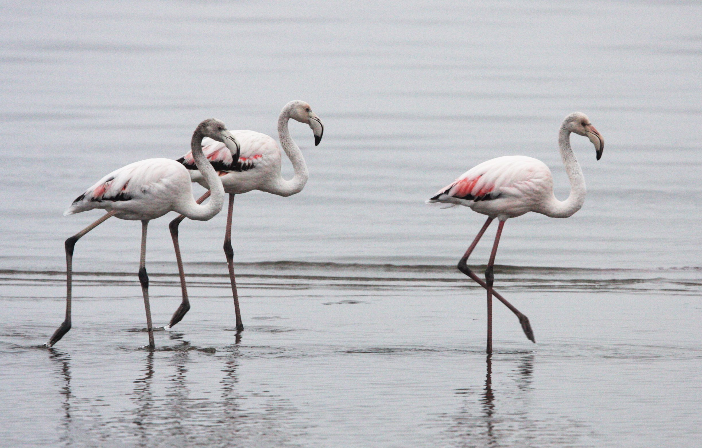 Phoenicopterus roseus - Greater Flamingo - Walvis Bay Namibia (15).JPG