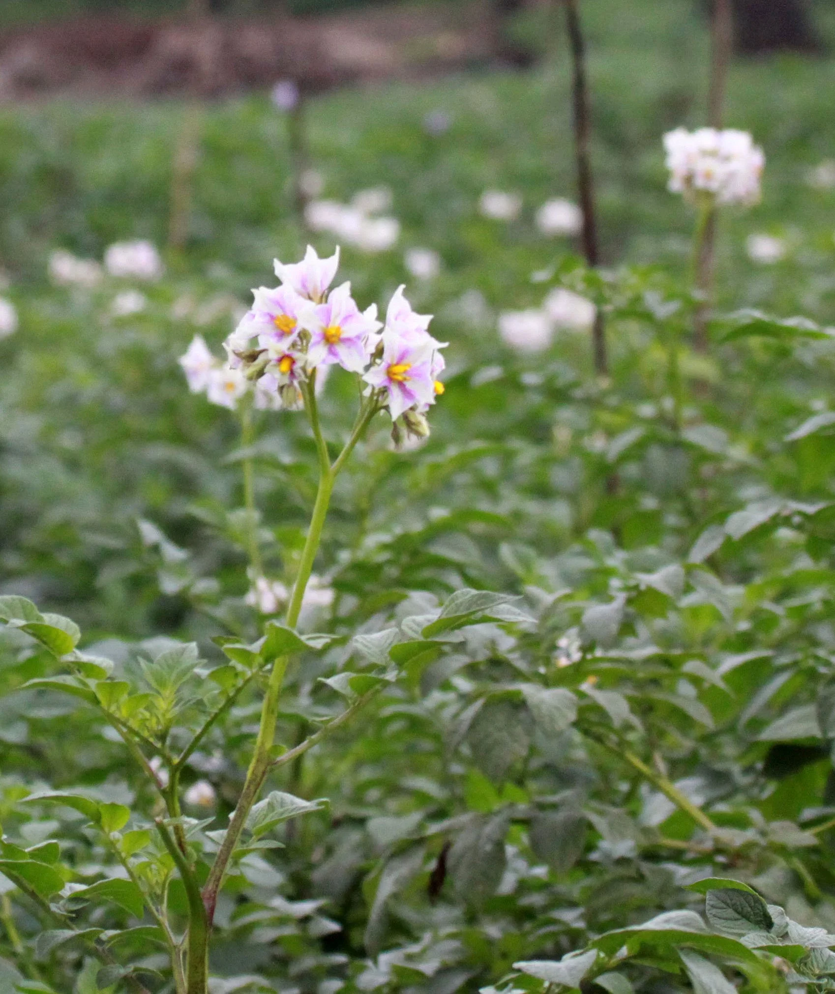 PARC DU VULCANS RWANDA (36).JPG