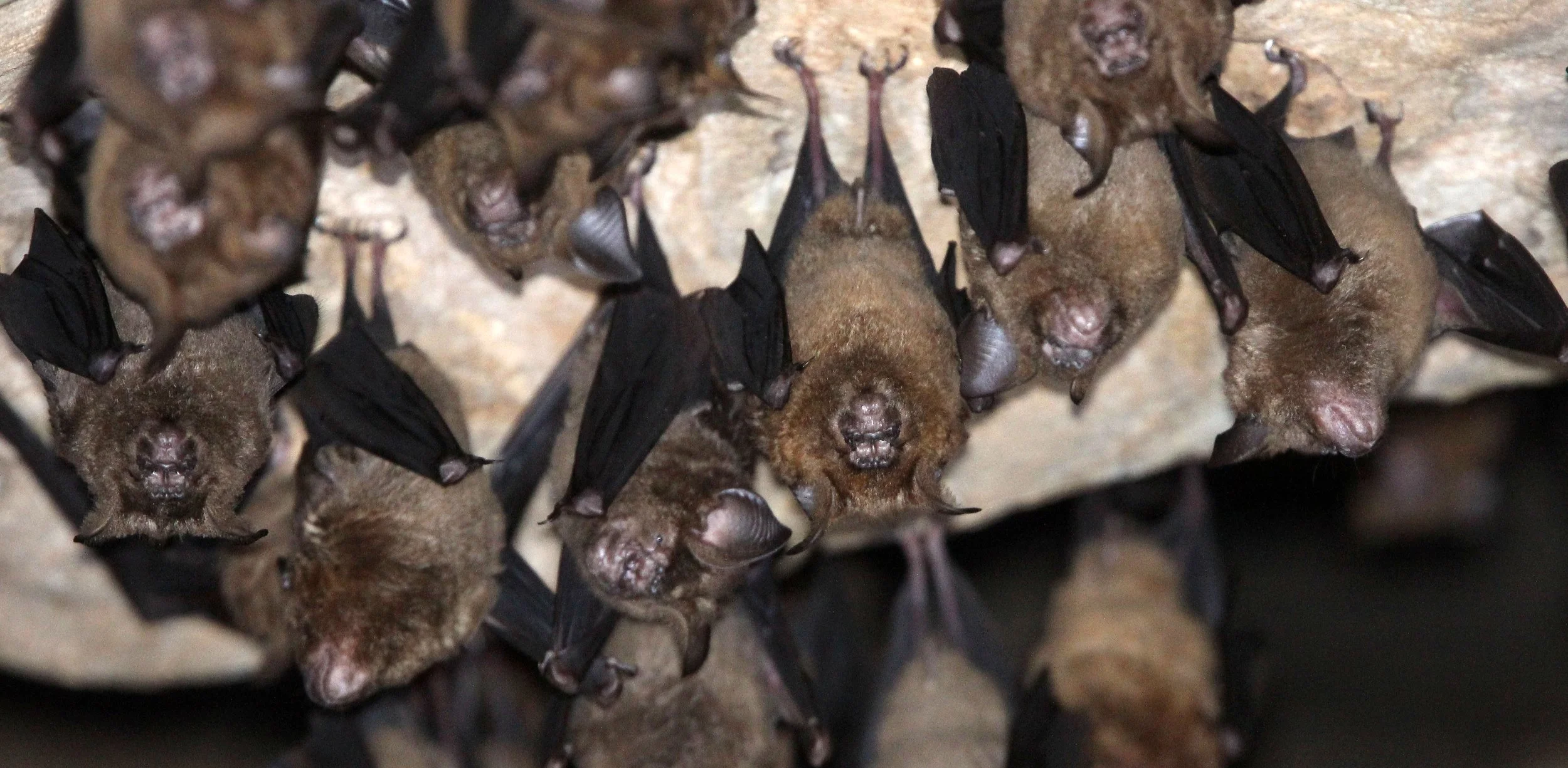 ROUNDLEAF BAT - GREAT ROUNDLEAF BAT - Hipposideros armiger - WAT THAM PHA PU LOEI PROVINCE THAILAND (7).JPG